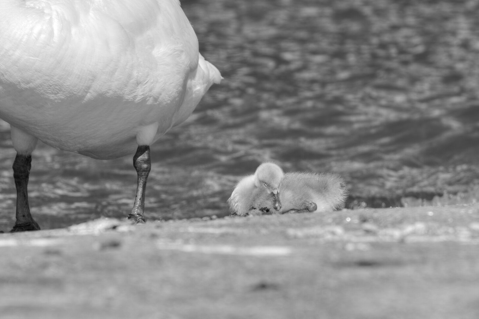 Canon EOS 7D + Canon EF 300mm F4L IS USM sample photo. Cygnets, mute swan, sleep photography