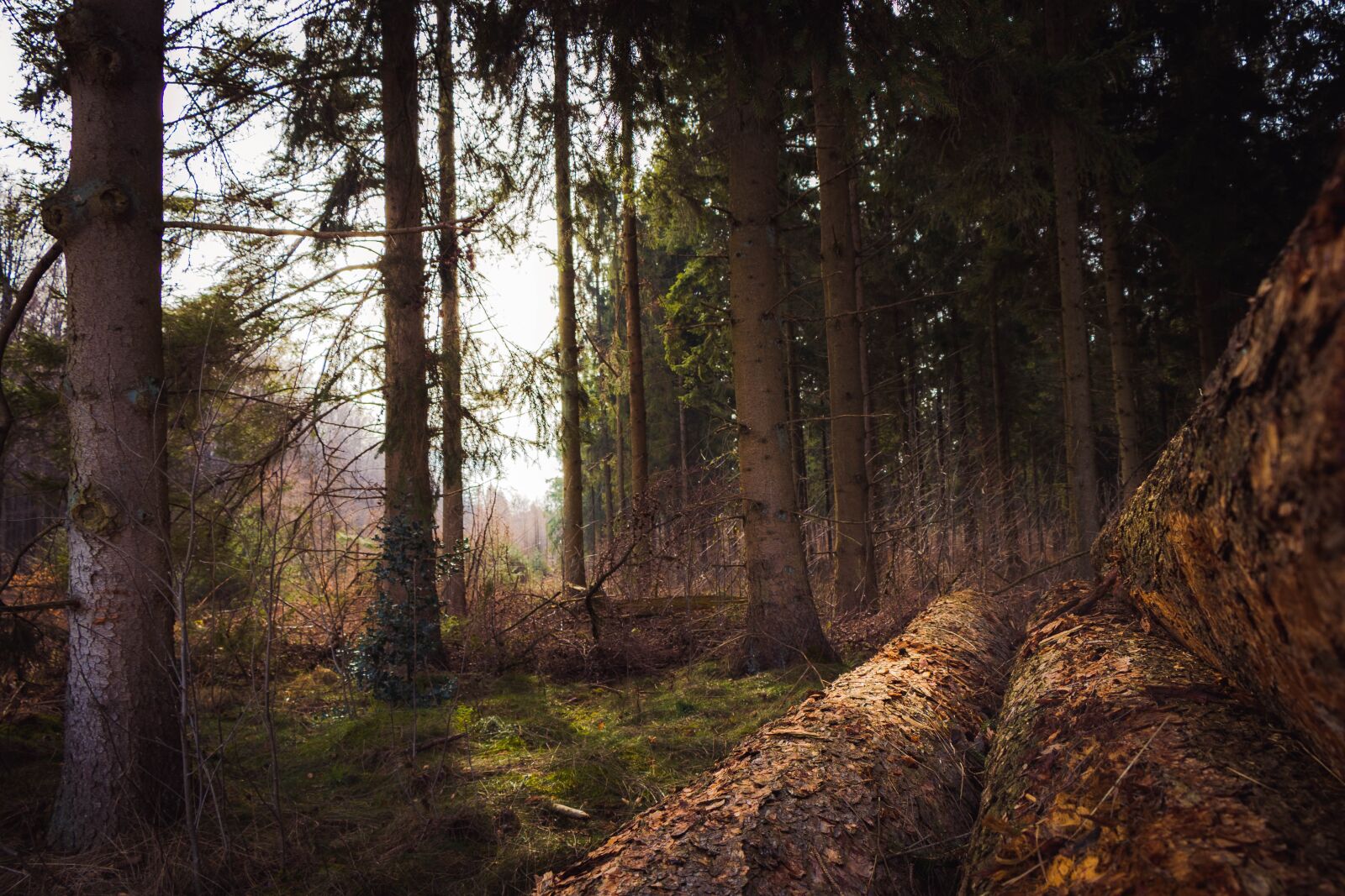 Canon EOS 80D sample photo. Forest, trees, l photography