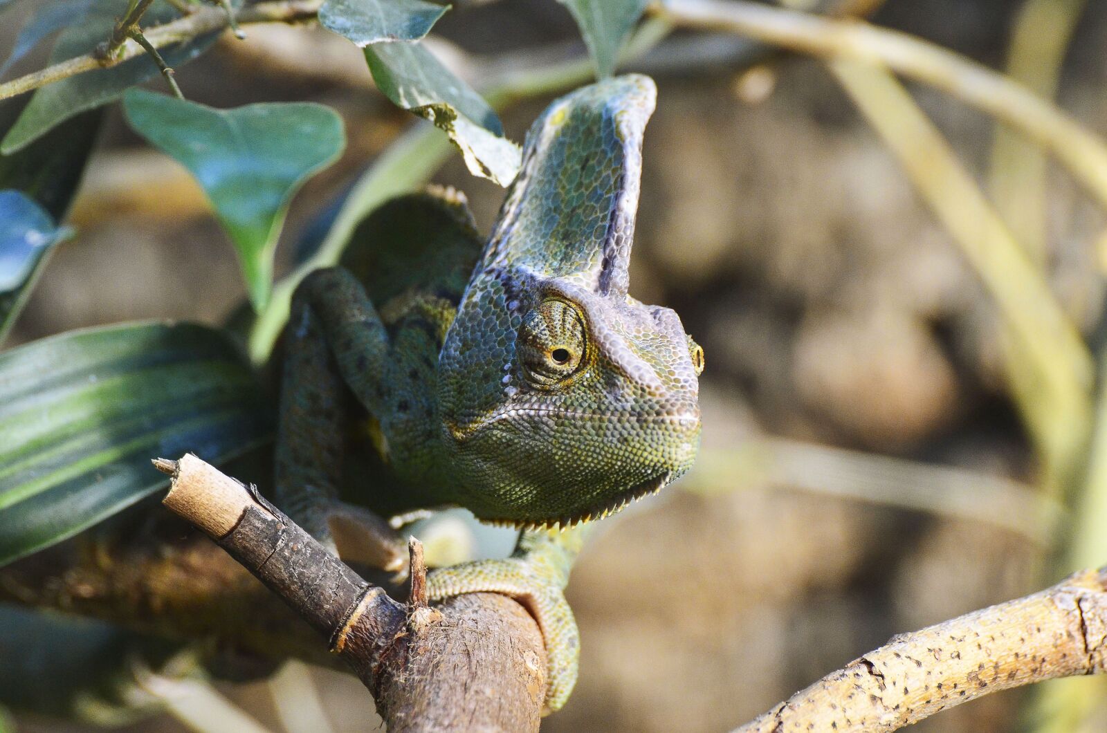 Nikon D7000 sample photo. Yemen chameleon, reptile, exotic photography