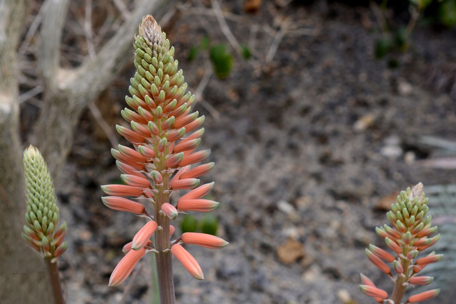 Nikon D7100 sample photo. Aloe vera, plant, blossom photography