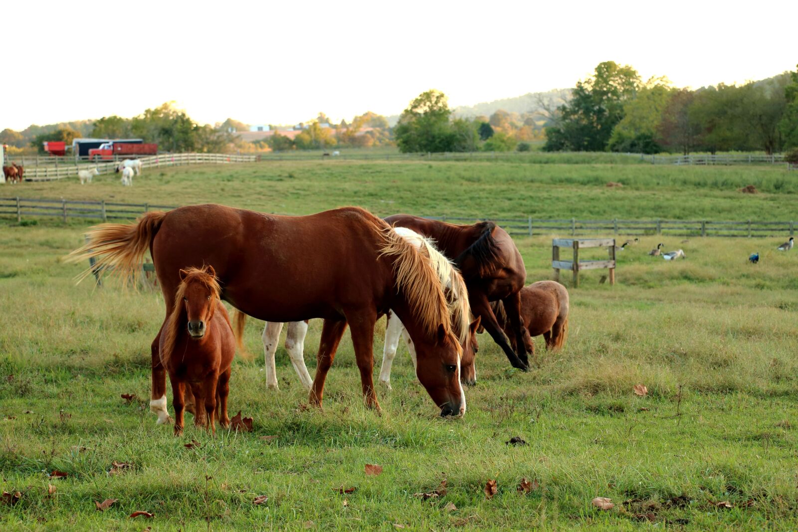 Canon EOS 70D sample photo. Wild horses, horses, horse photography