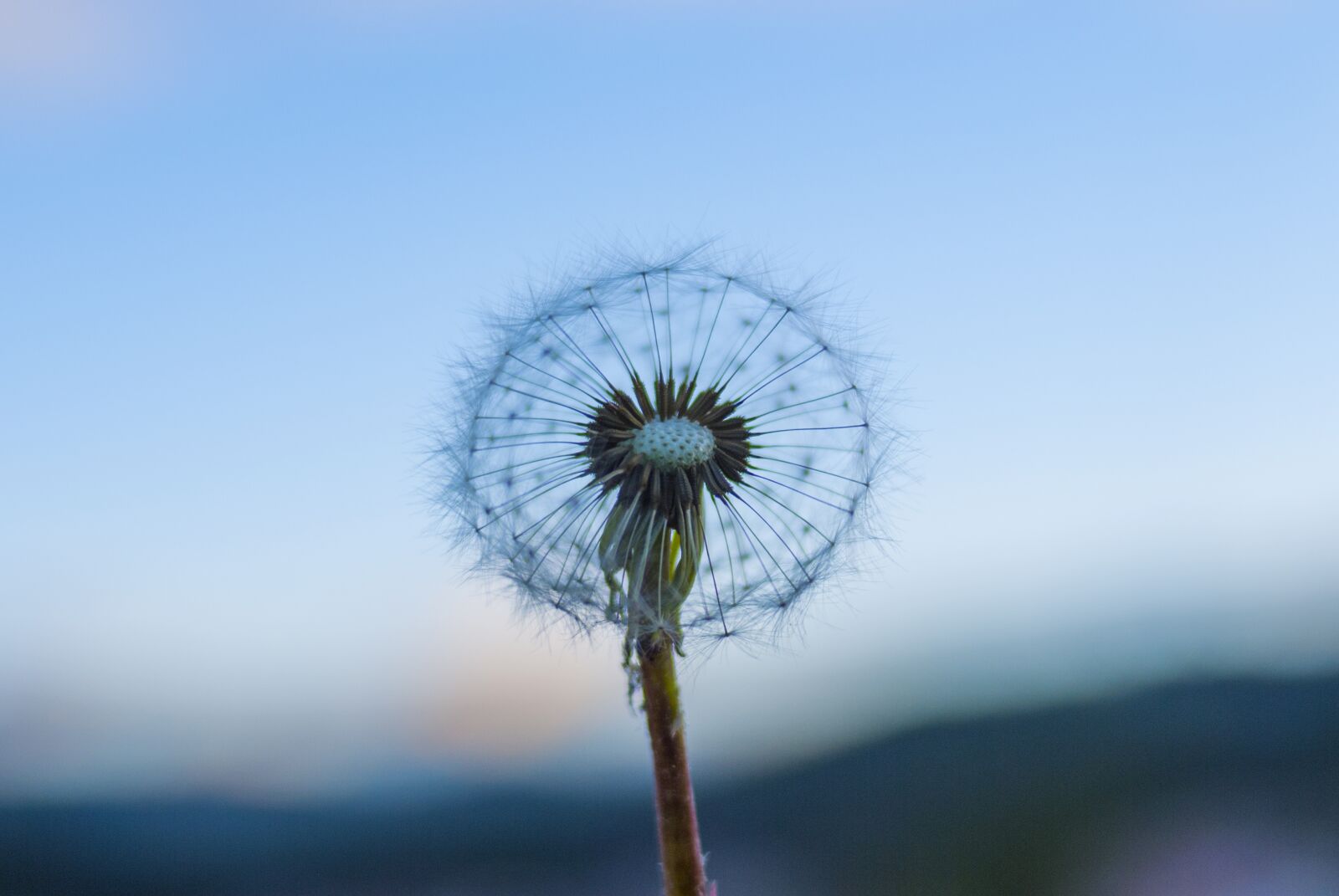 Nikon D60 sample photo. Dandelion, sunset, sky photography