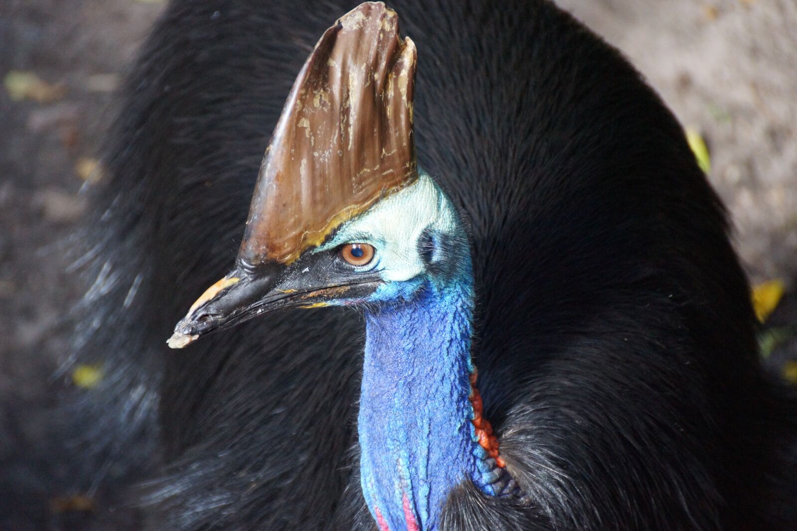 Sony SLT-A77 + Sony DT 18-250mm F3.5-6.3 sample photo. Southern cassowary, australia, bird photography