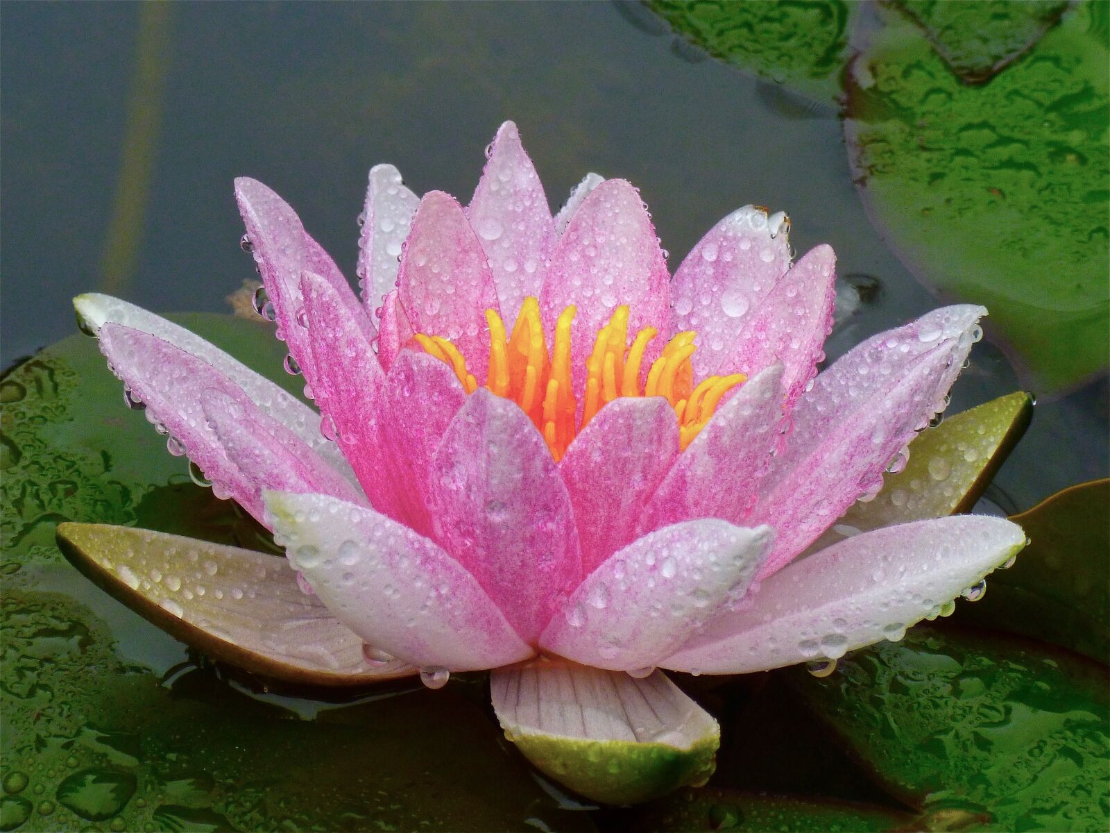Panasonic DMC-FH25 sample photo. Pond, lotus, flower photography