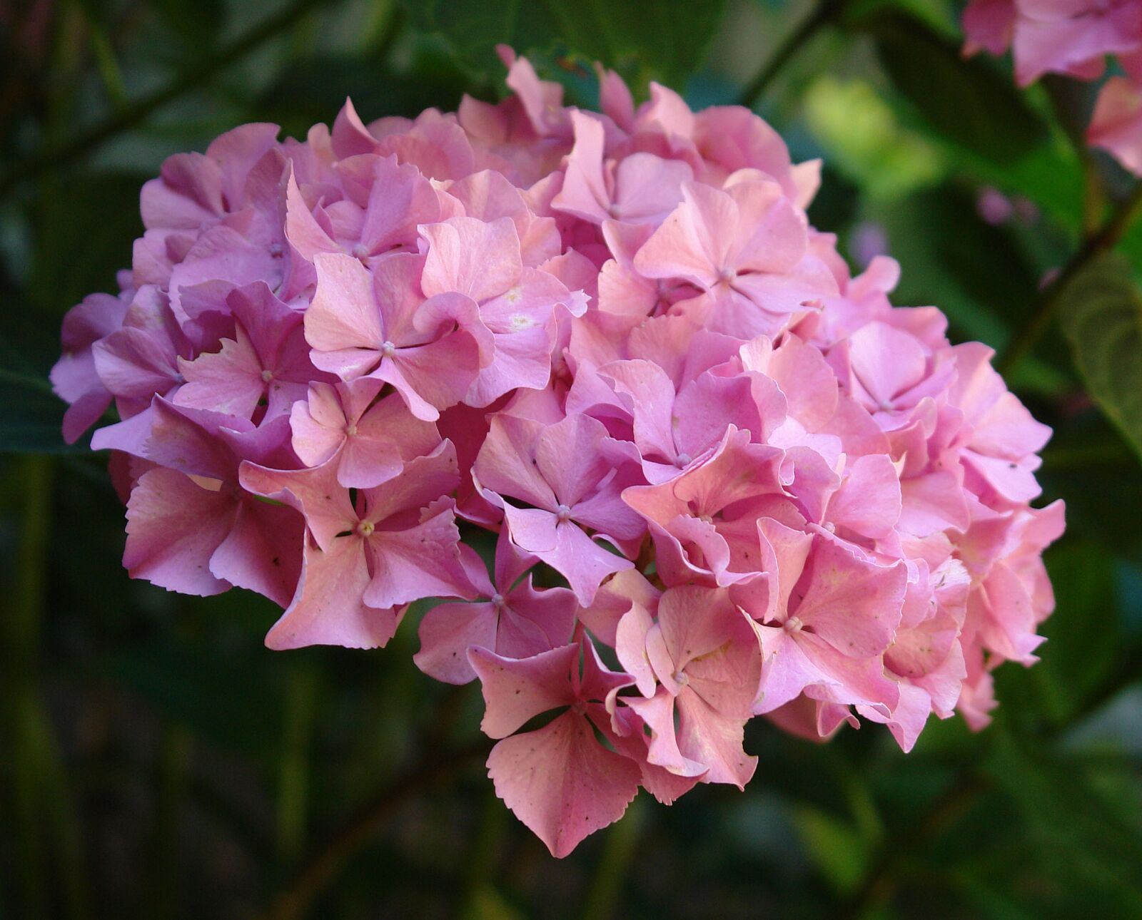 Sony DSC-R1 sample photo. Hydrangea, plant, garden photography