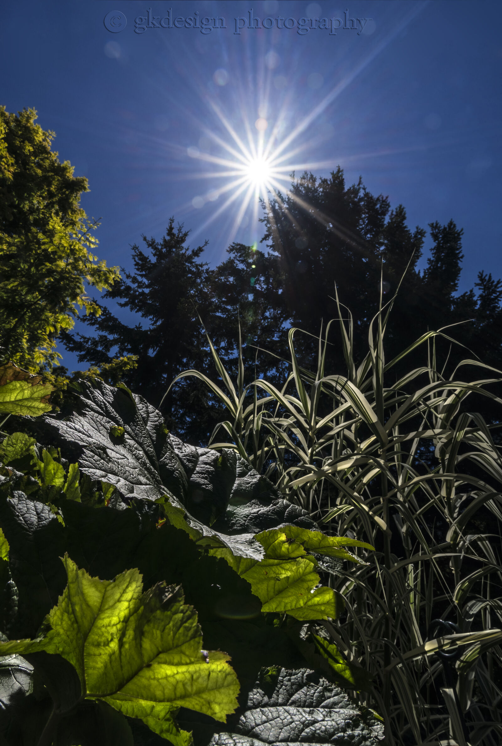 Nikon D610 sample photo