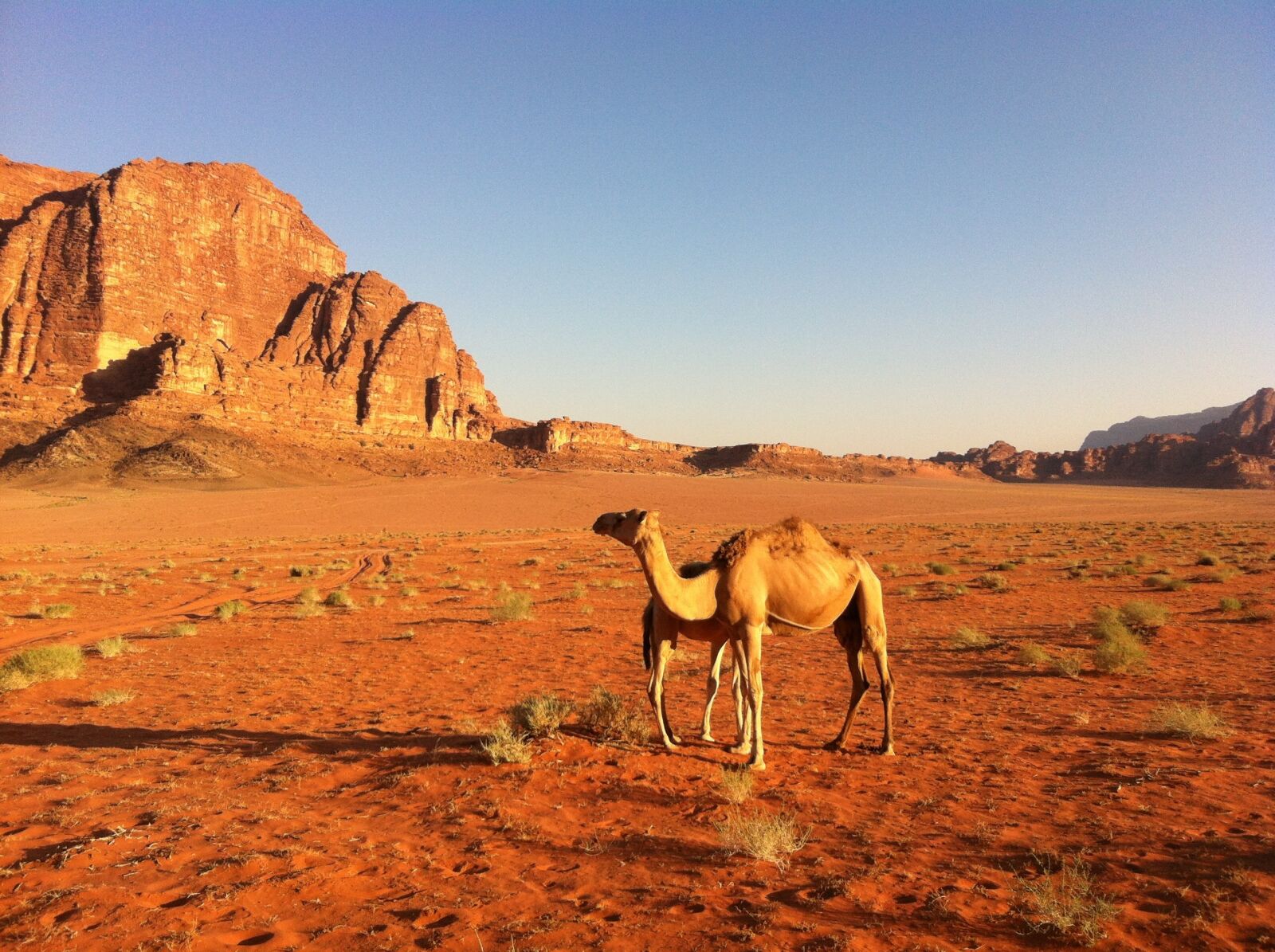 Apple iPhone 4 sample photo. Desert, camel, jordan photography