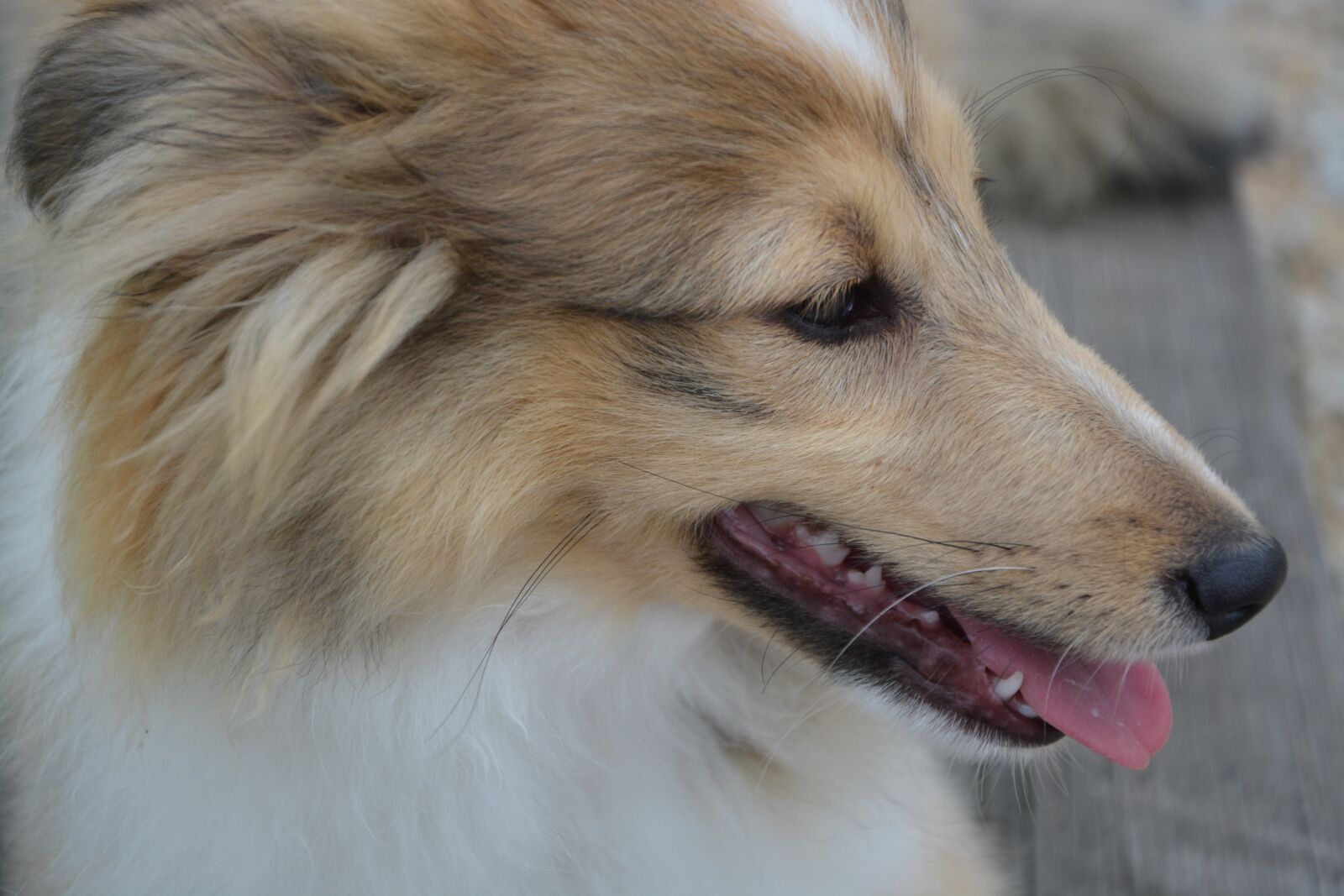 Nikon D5200 sample photo. Dog, head profile, domestic photography