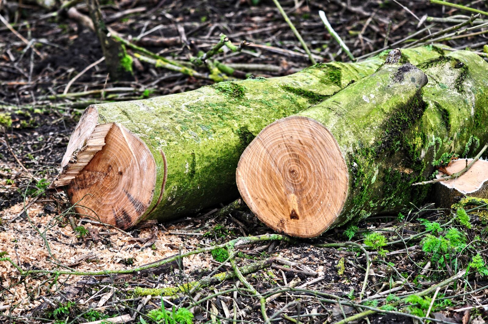Nikon D90 sample photo. Log, tree trunk, wood photography
