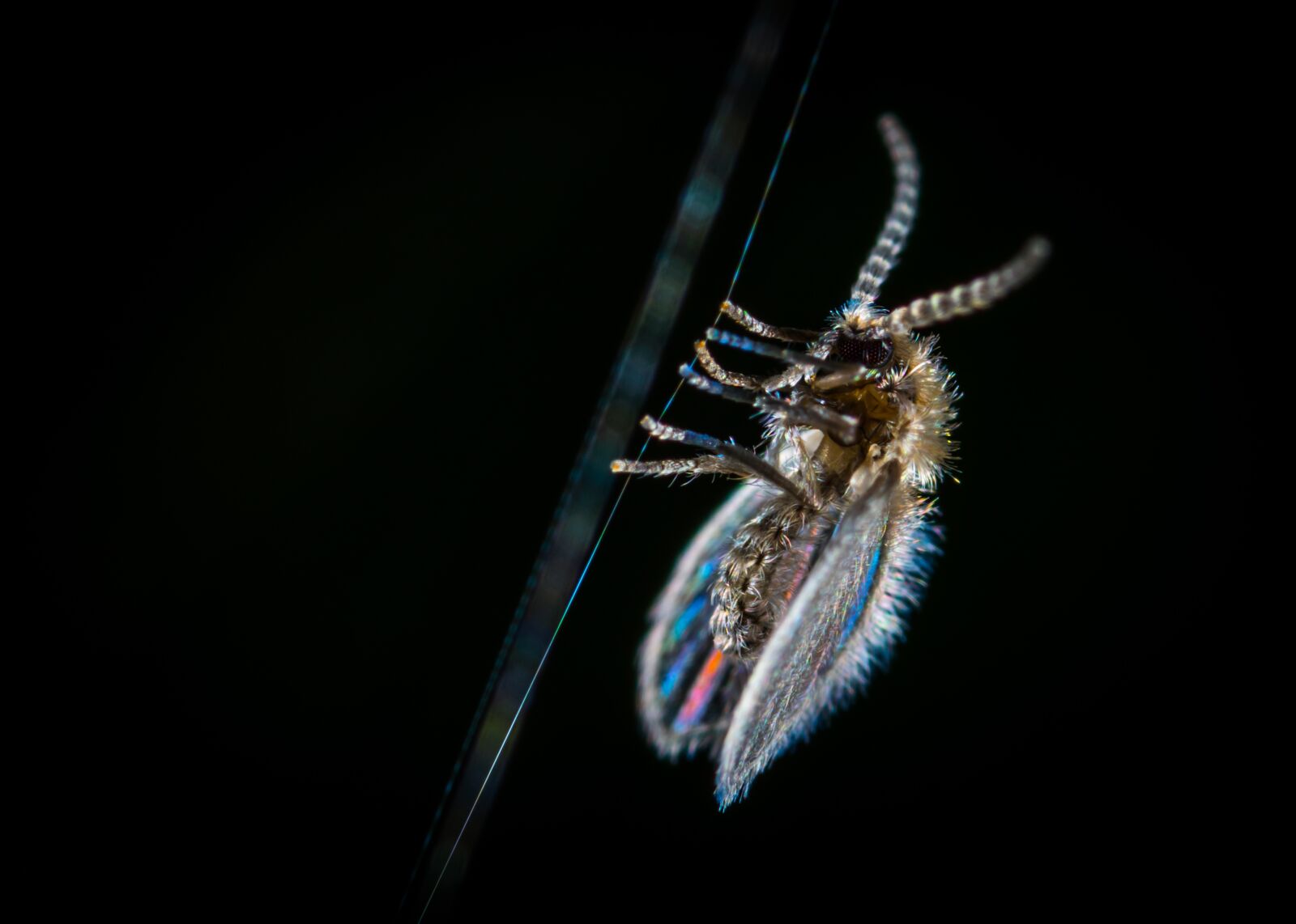 #124 65/2.8 sample photo. Insect, spider web, babusnica photography