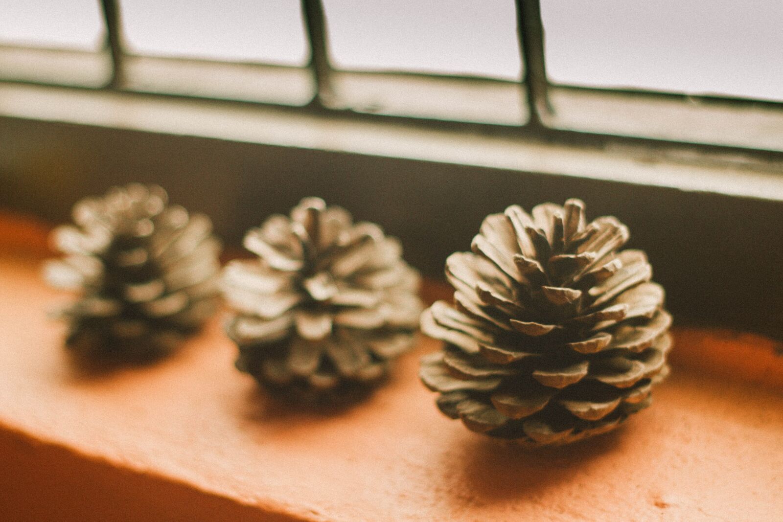 Canon EOS 7D + Canon EF 50mm F1.8 II sample photo. Pine cone, light, shadow photography