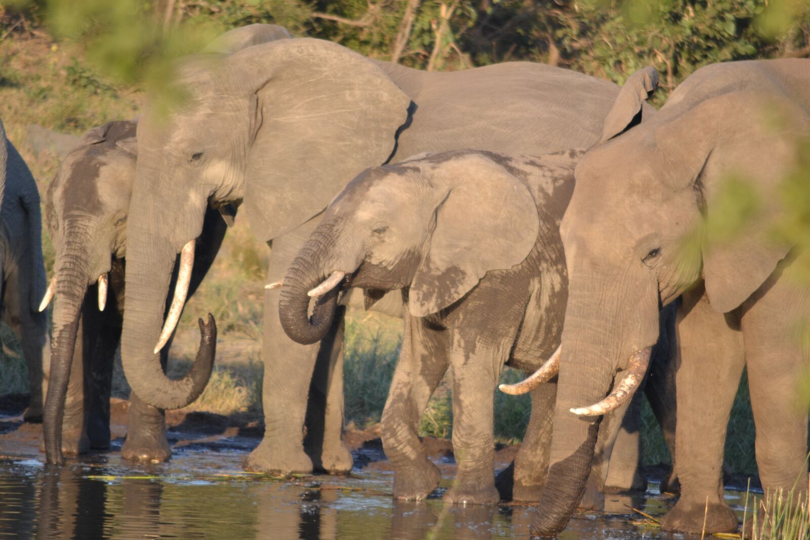 Nikon D3100 sample photo. Wildlife, elephant, kruger park photography