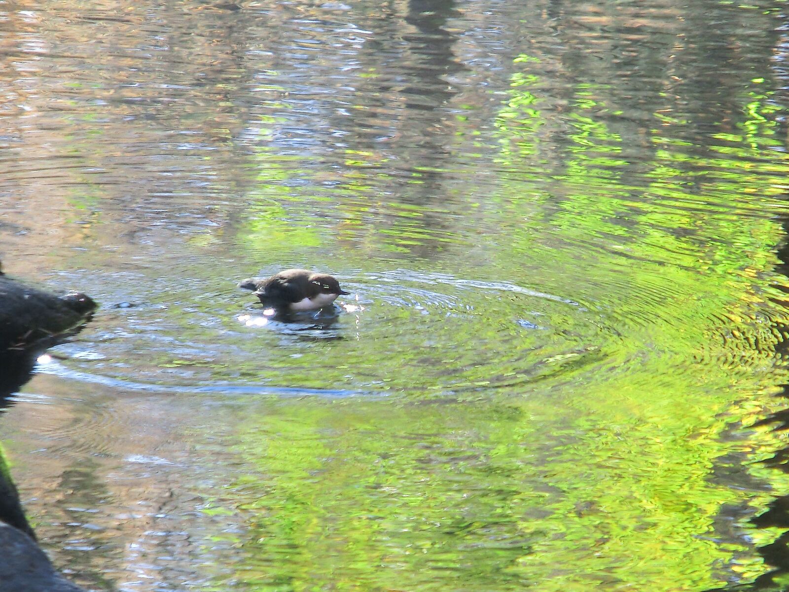 CASIO EX-ZR100 sample photo. Water, spring, nature photography