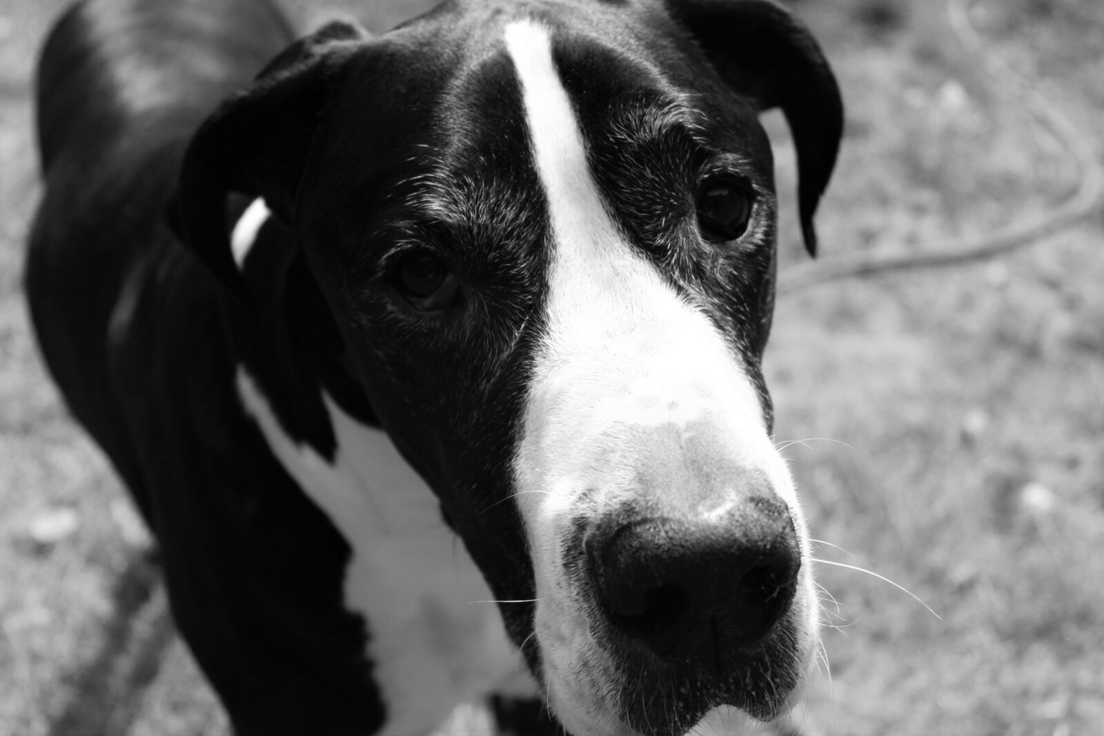 Canon EOS 1200D (EOS Rebel T5 / EOS Kiss X70 / EOS Hi) sample photo. Black, and, white, face photography