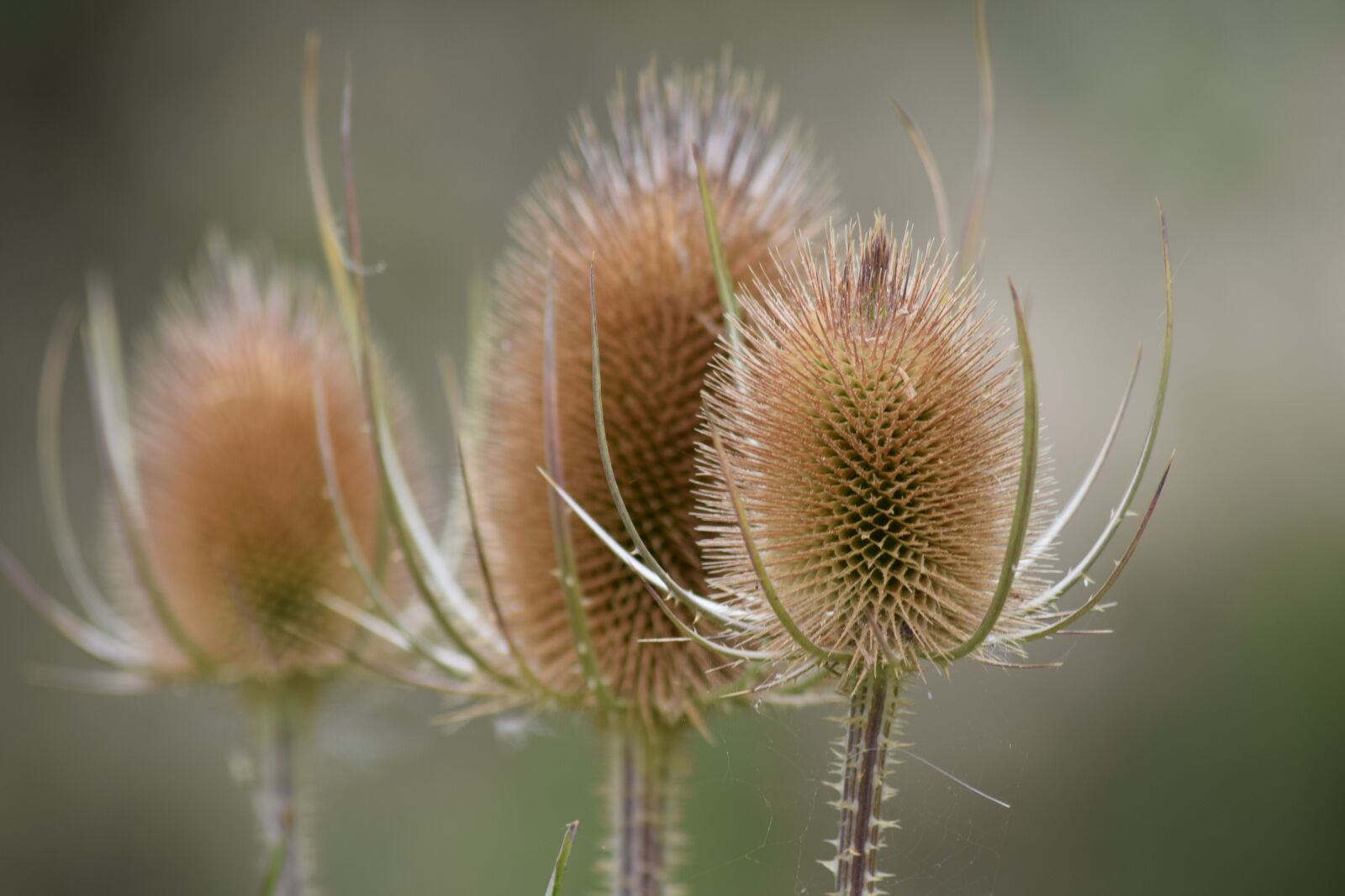 Nikon D5300 sample photo. Flower, spiky, nature photography