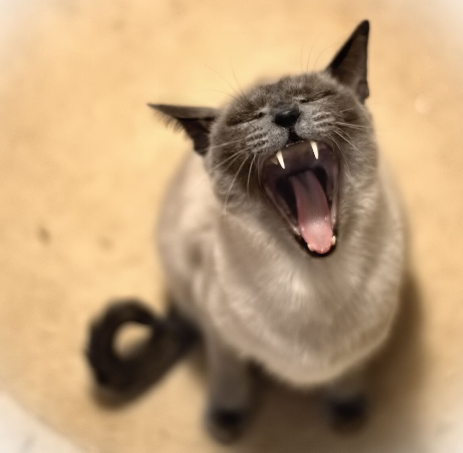 YN50mm f/1.8 II sample photo. Animal, cat, animal world photography