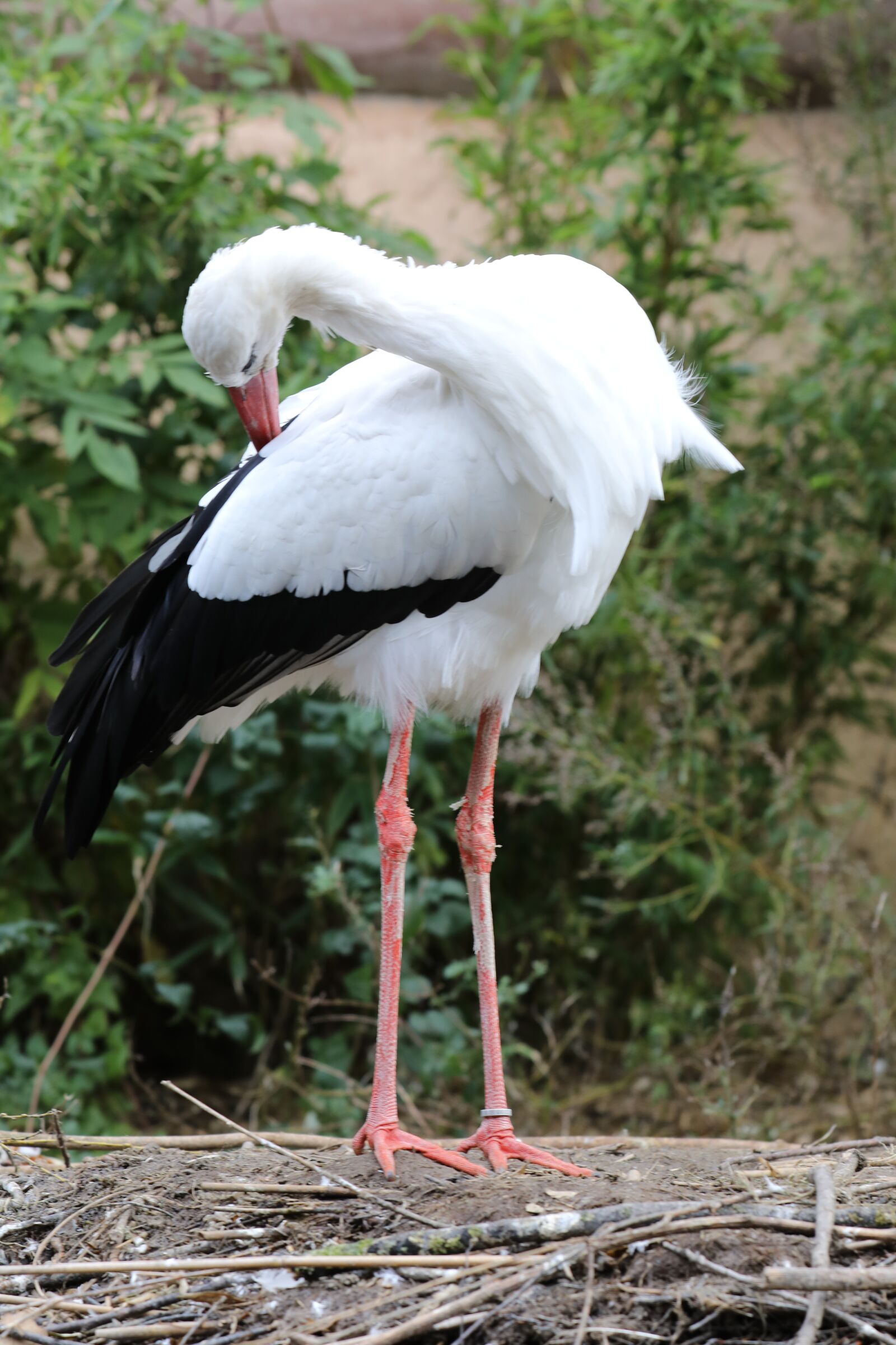 Canon EF 70-200mm F2.8L IS II USM sample photo. Stork, zoo, white stork photography
