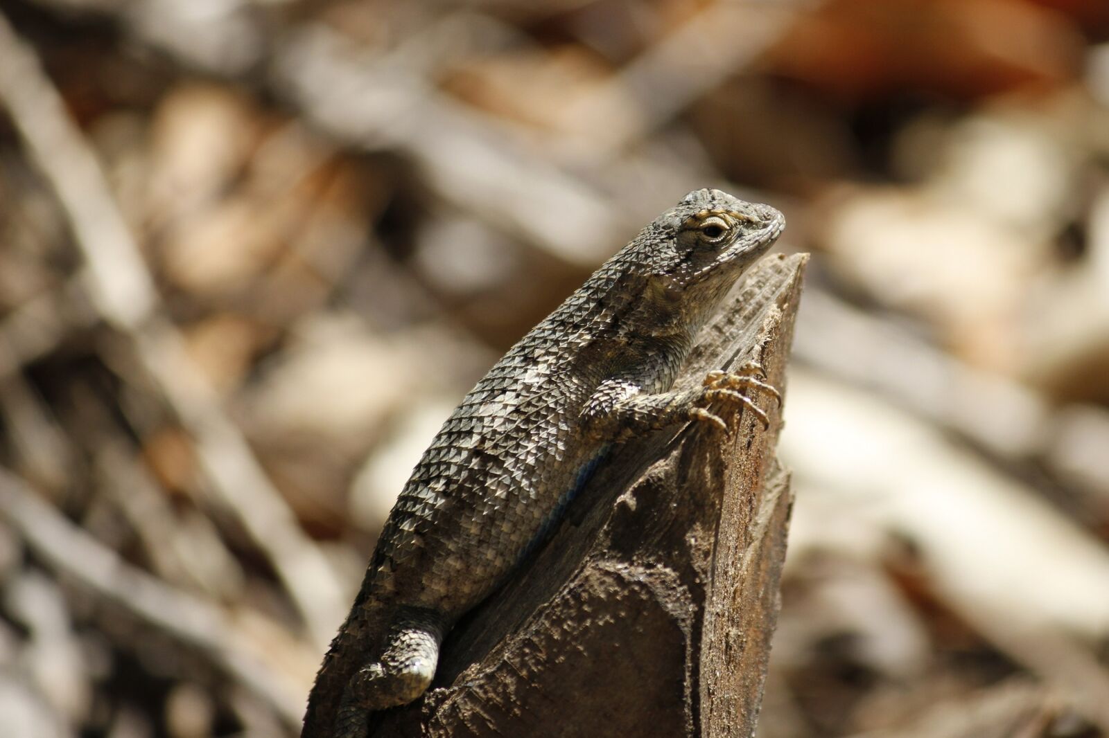 Canon EOS 600D (Rebel EOS T3i / EOS Kiss X5) sample photo. Fence lizard, macro, reptile photography