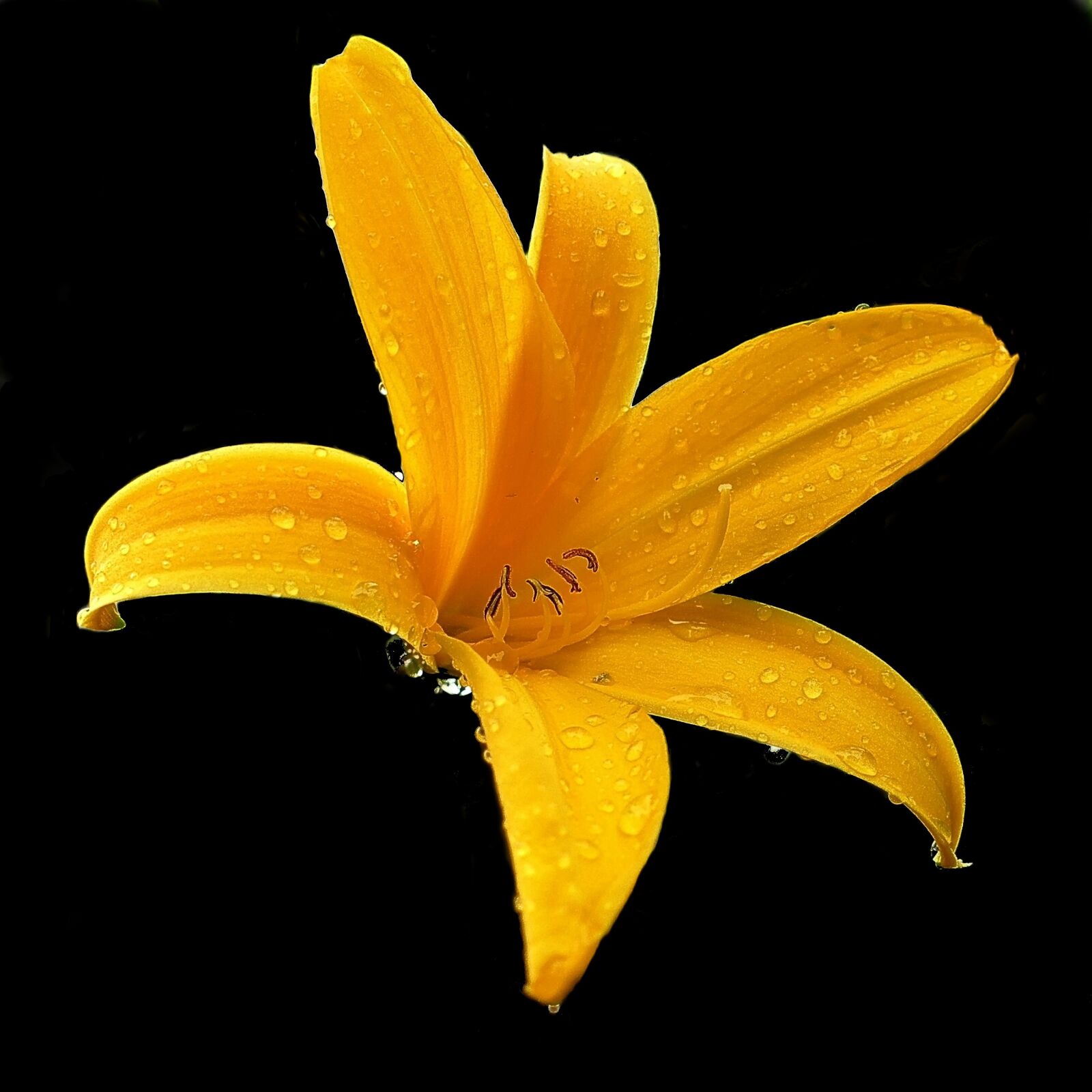 Panasonic Lumix DMC-FZ1000 sample photo. Lily, yellow, blossom photography