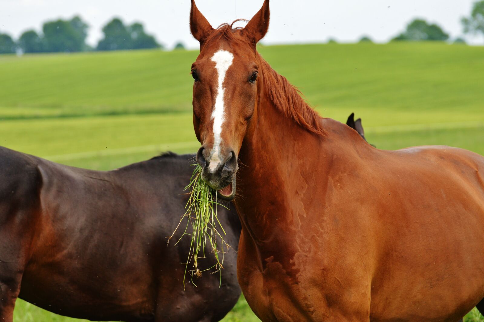 Nikon D3200 sample photo. Horses, for two, coupling photography