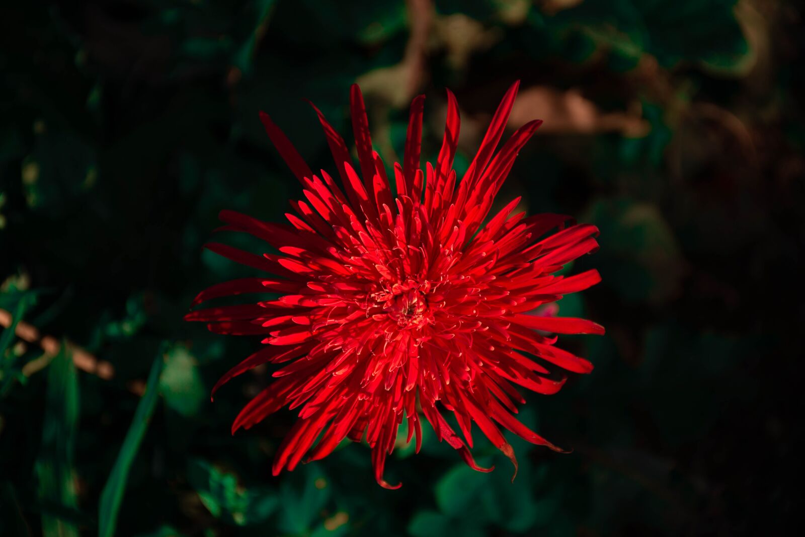 Nikon D7200 sample photo. Flower, plant, bloom photography
