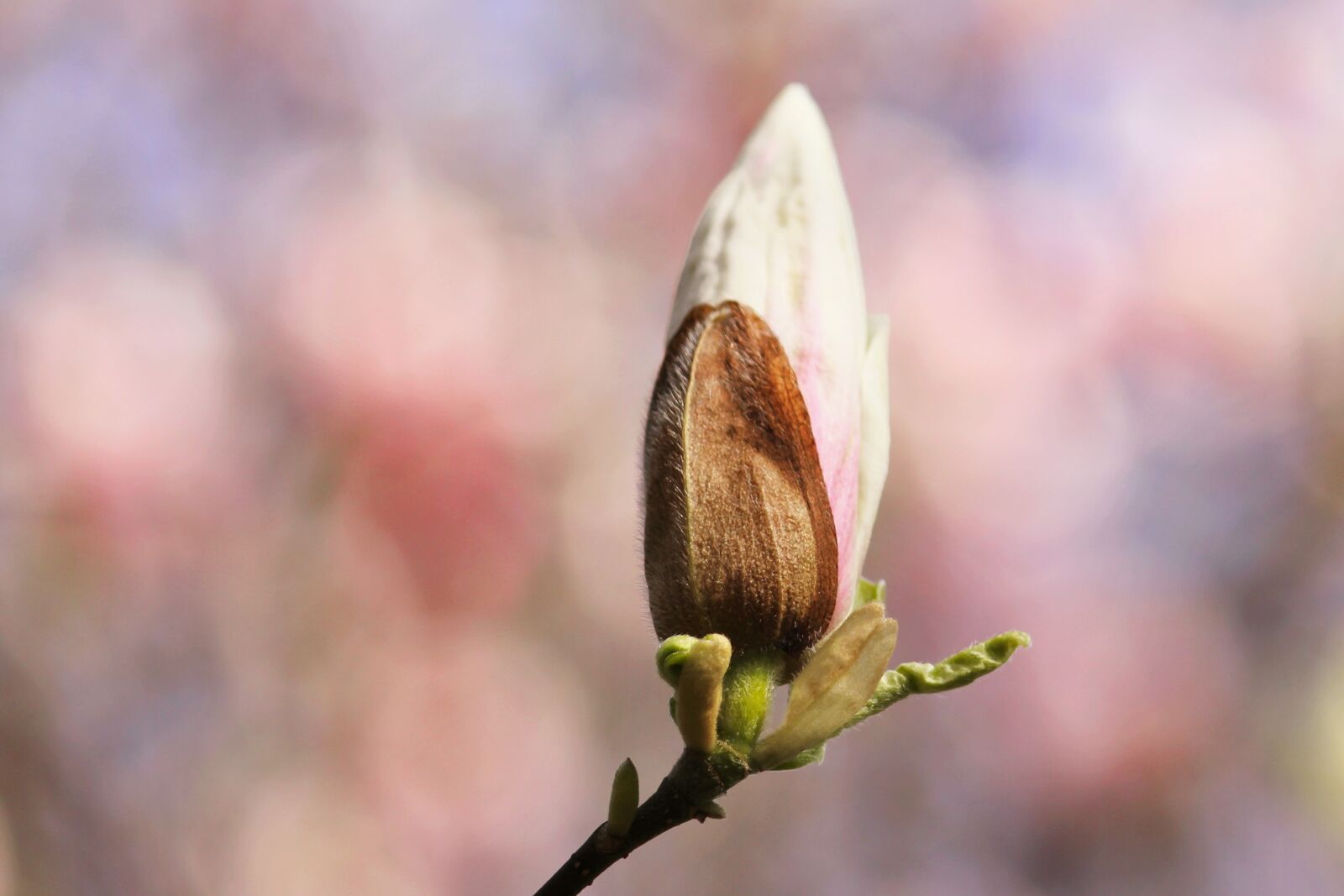 Canon EOS 550D (EOS Rebel T2i / EOS Kiss X4) sample photo. Magnolia, blossom, bloom photography