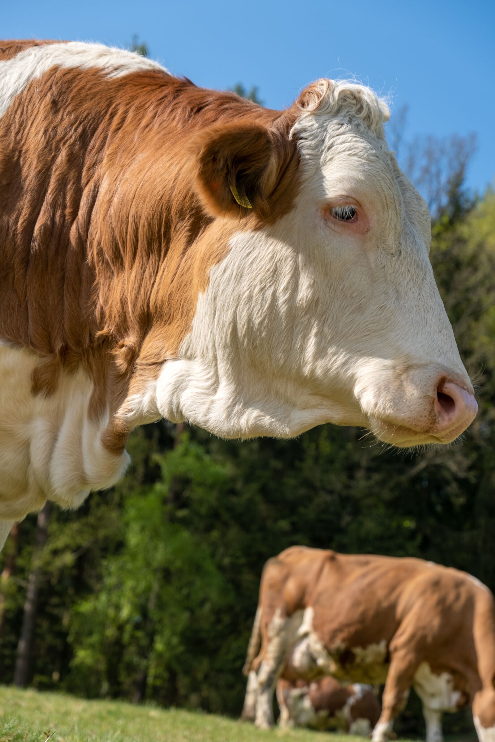 Fujifilm X-T3 sample photo. Cow, animal, beef photography