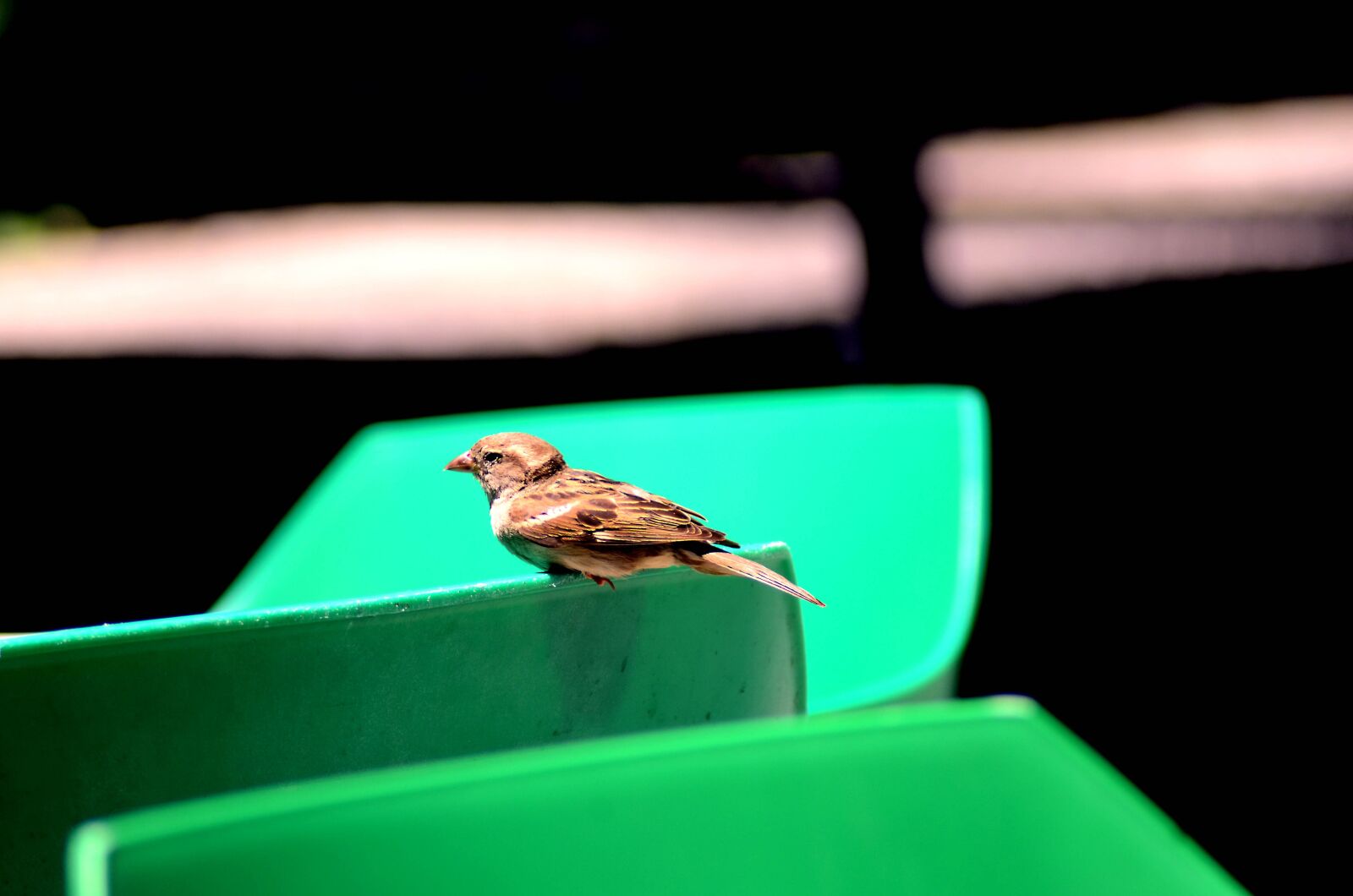 Nikon D7000 sample photo. Sparrow, animal, bird photography