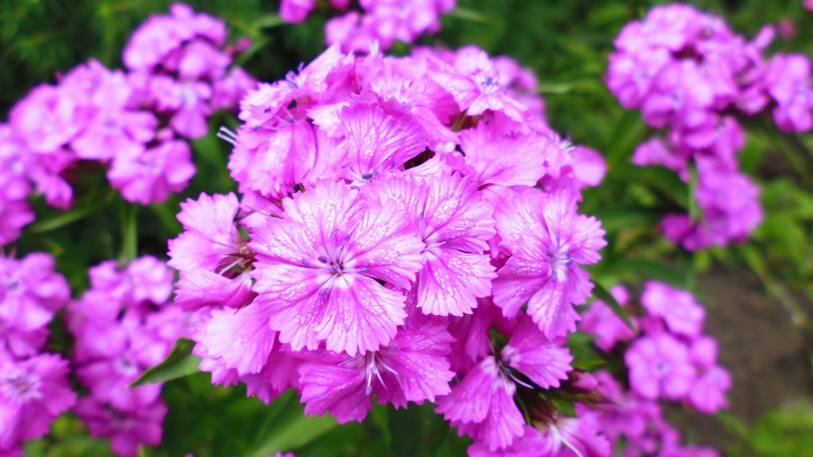 Panasonic DMC-XS1 sample photo. Flower, nature, purple flowers photography