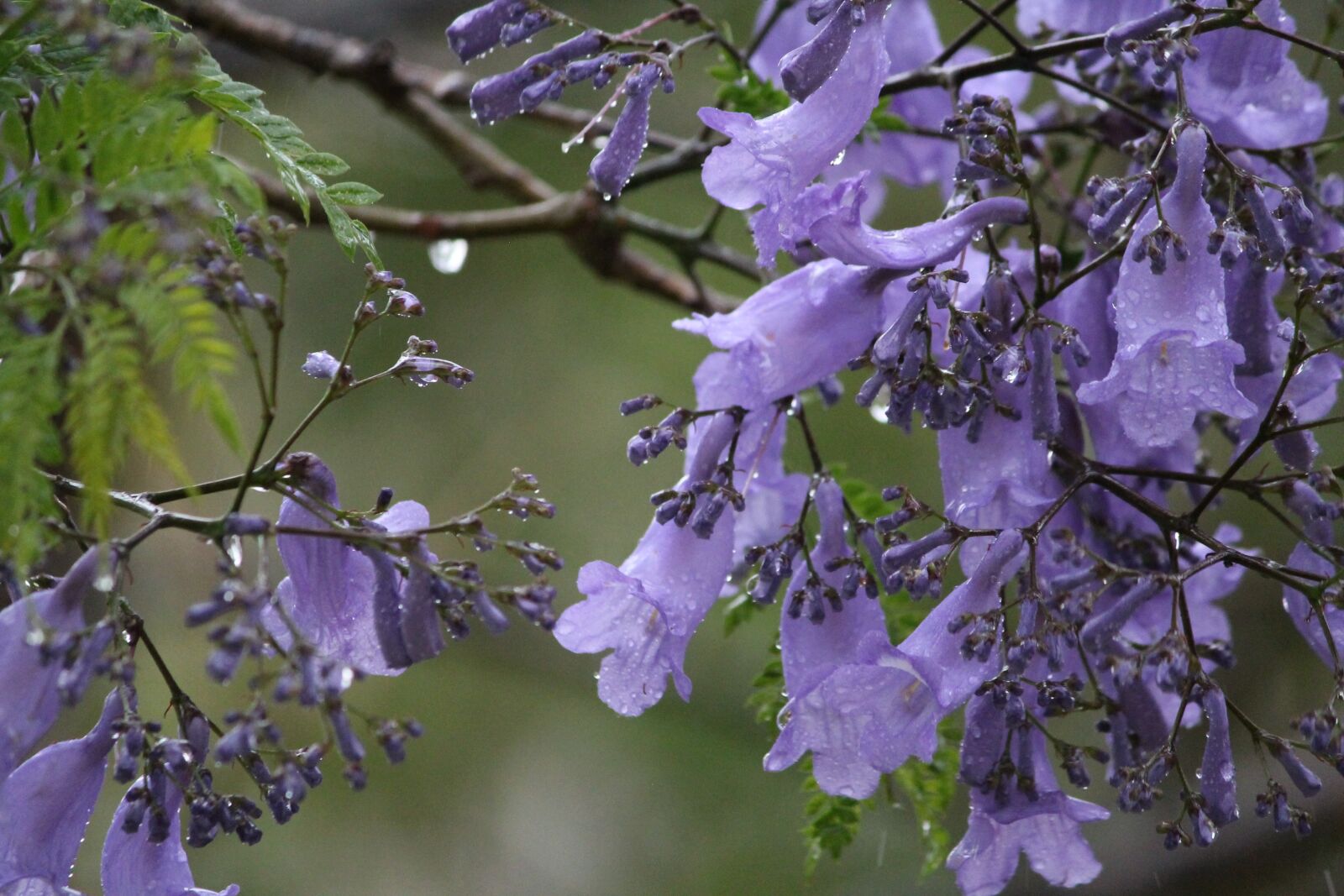 Canon EOS 1100D (EOS Rebel T3 / EOS Kiss X50) sample photo. Flowers, purple, wet photography