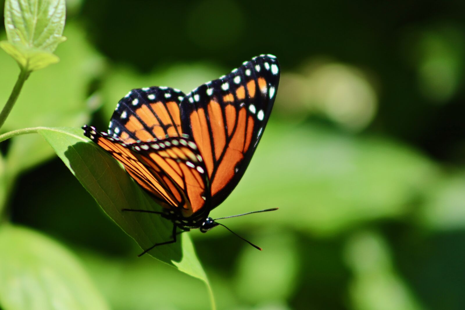 Canon EOS 800D (EOS Rebel T7i / EOS Kiss X9i) sample photo. Butterfly, monarch, insects photography