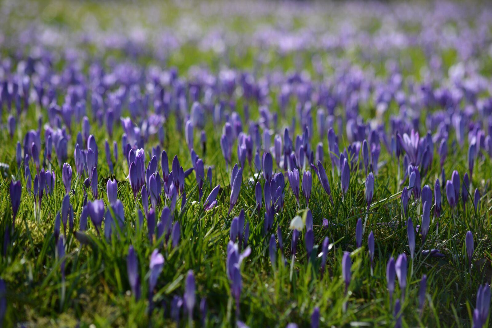 Nikon D7100 sample photo. Nature, flowers, crocus photography