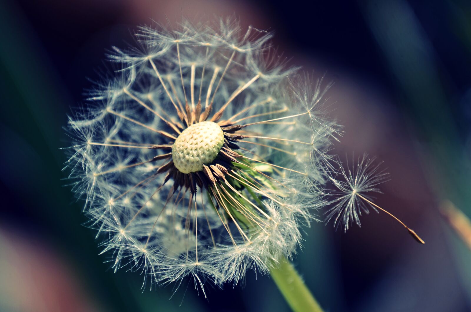 Nikon D7000 sample photo. Dandelion, secession, mag photography