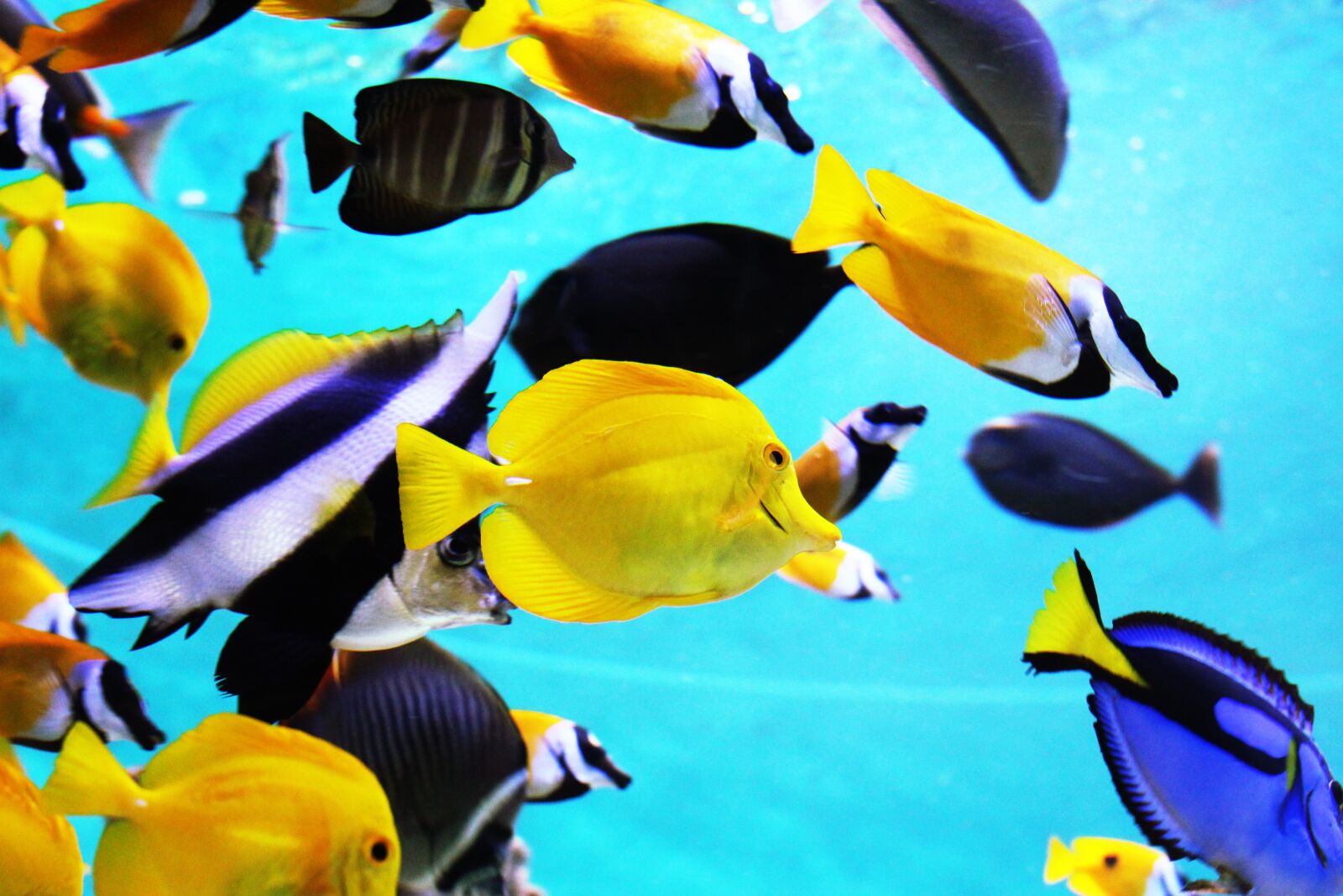 Canon EOS 700D (EOS Rebel T5i / EOS Kiss X7i) sample photo. Tropical fish, aquarium, fish photography