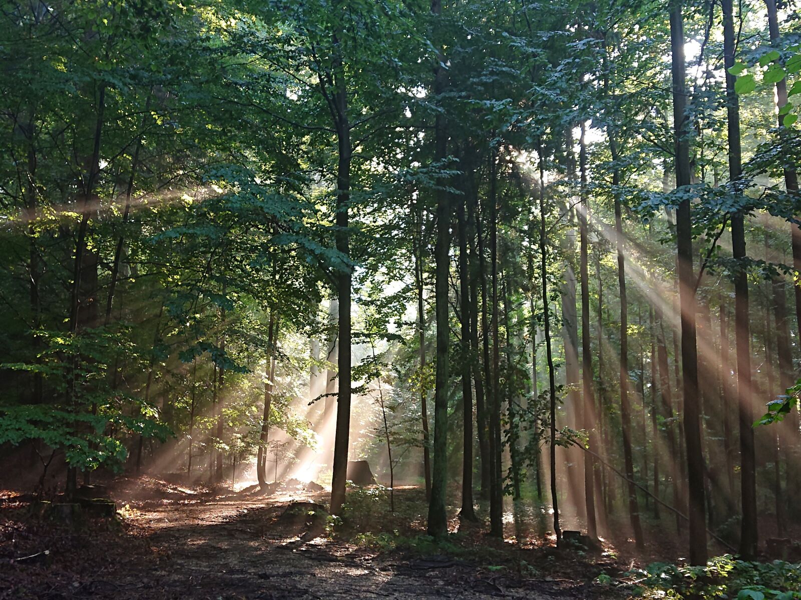 Sony Xperia XZ2 Compact sample photo. Forest, light, enlightenment photography