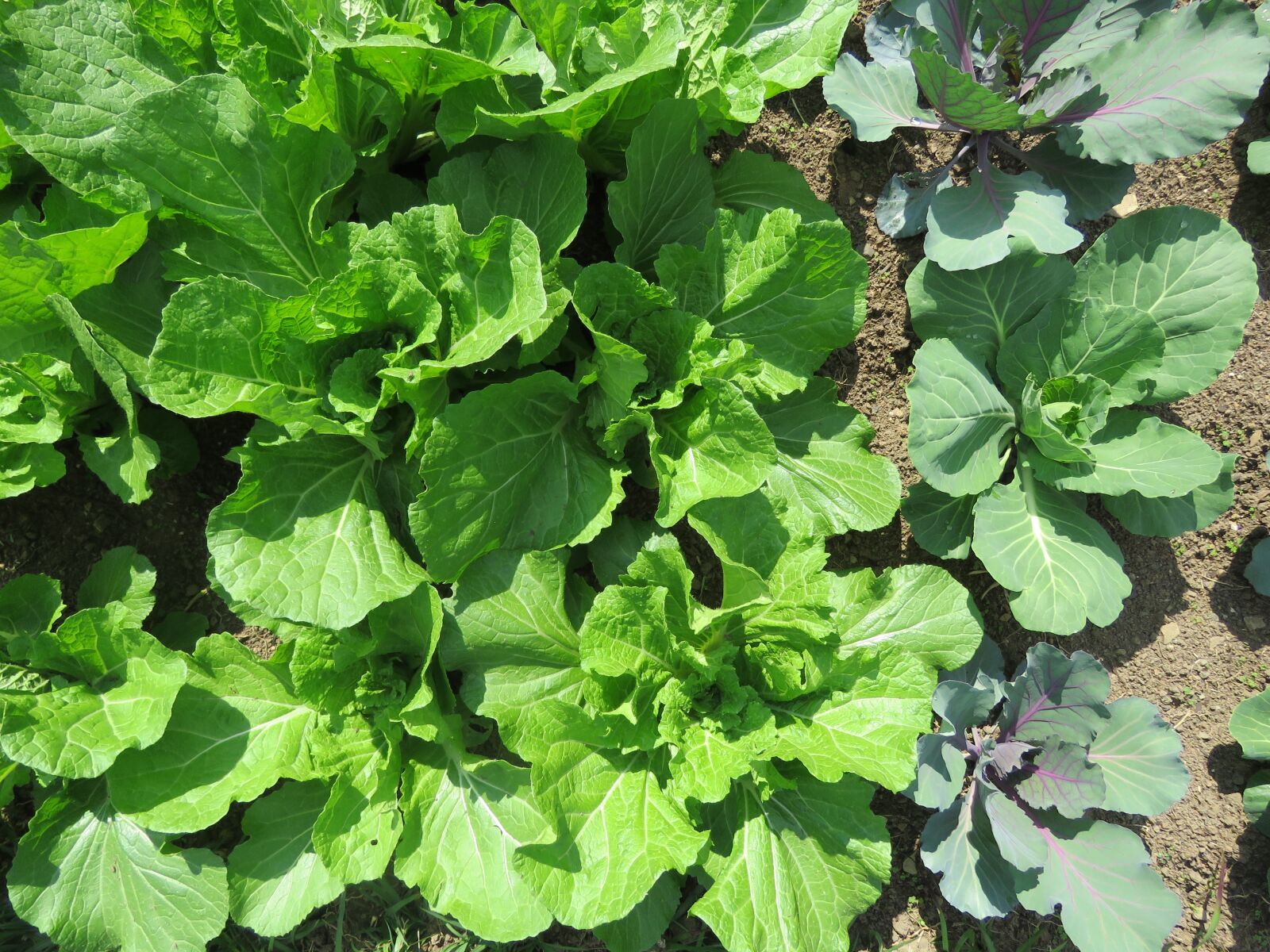 Canon PowerShot SX60 HS sample photo. Farm, crop, produce photography