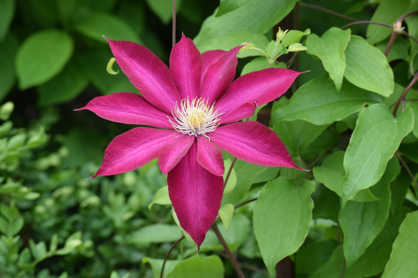 Nikon D3300 sample photo. Clematis, flower, purple photography