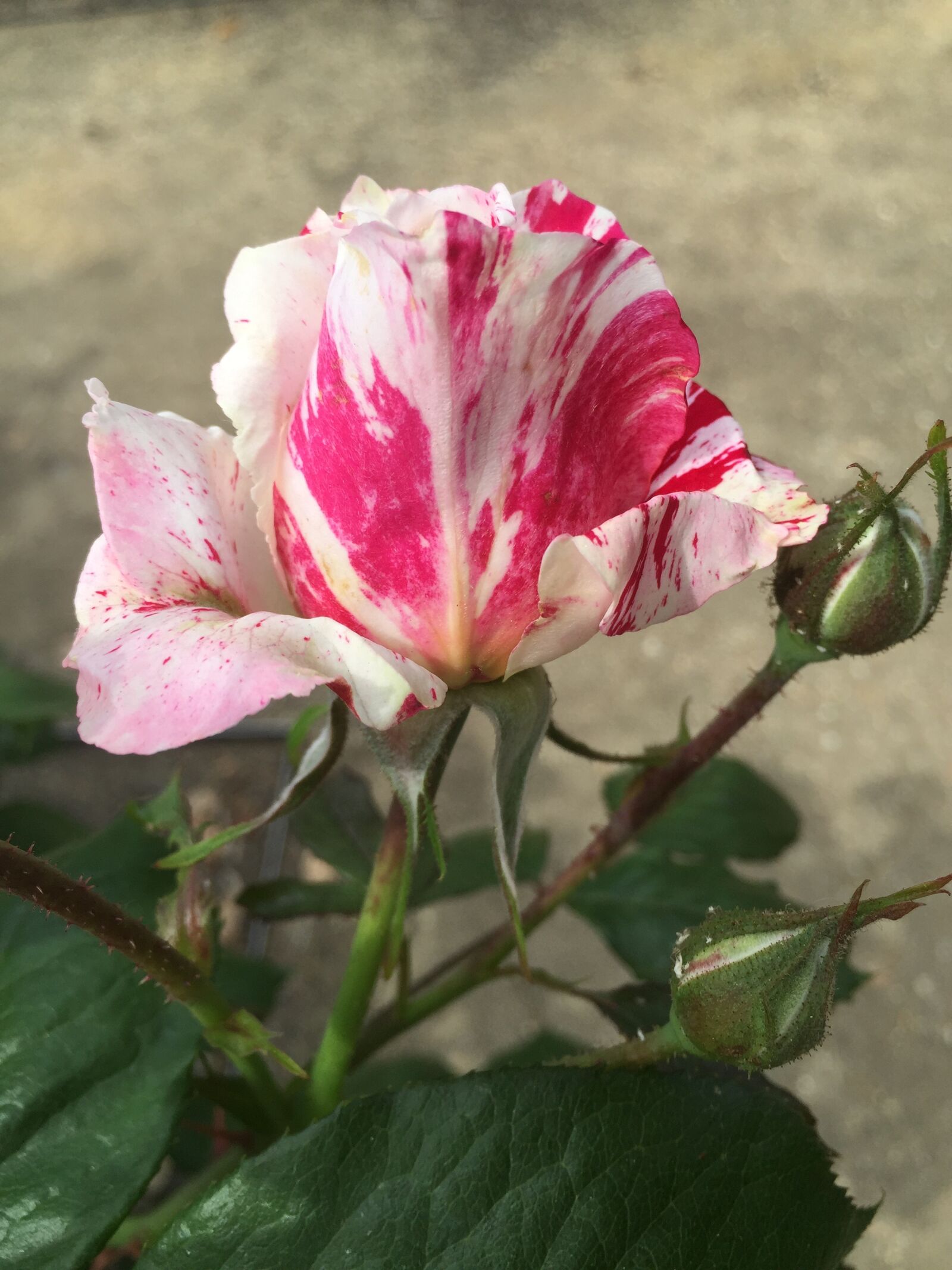 iPhone 6 Plus back camera 4.15mm f/2.2 sample photo. Rose, bloom, blossom photography