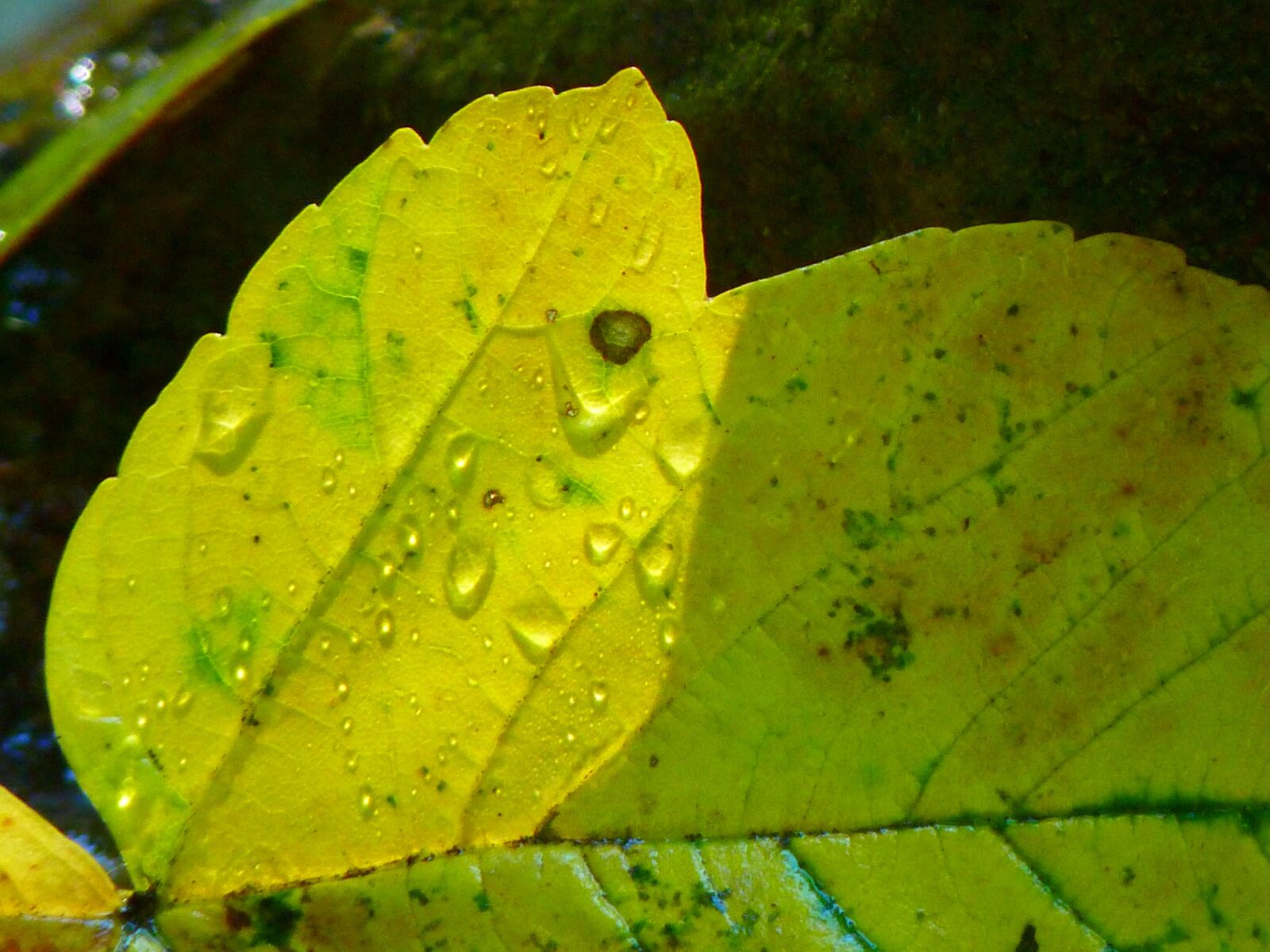 Panasonic Lumix DMC-FZ35 (Lumix DMC-FZ38) sample photo. Leaf, leaves, bach photography