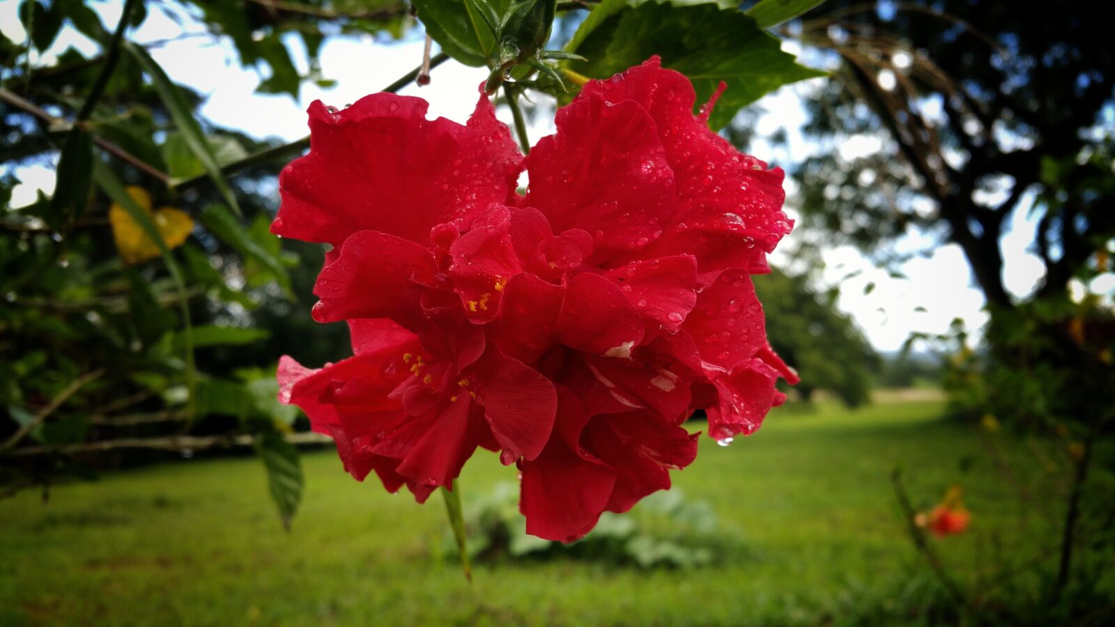 Samsung Galaxy Note4 sample photo. Rose, flower, red photography