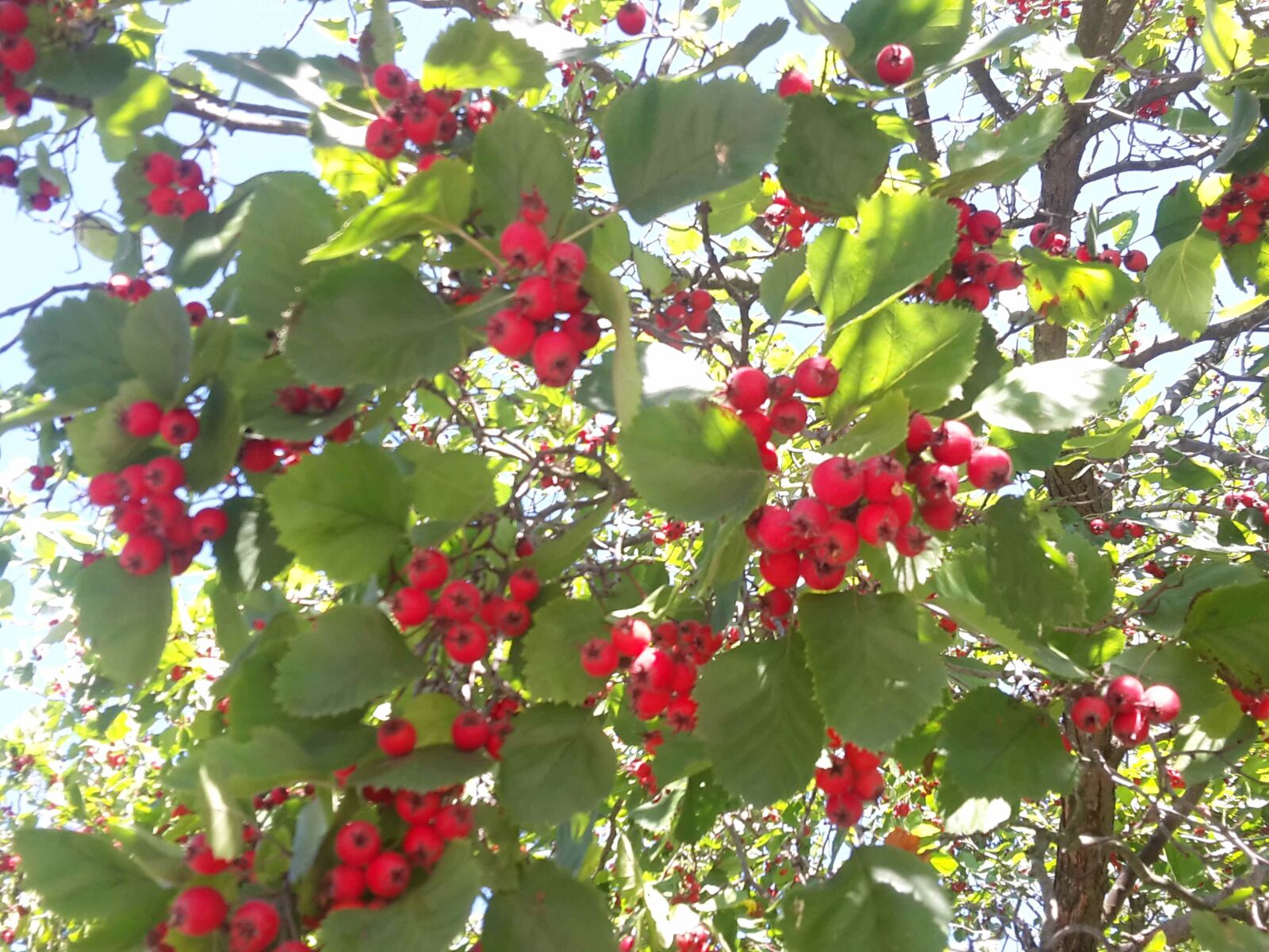 Samsung Galaxy S5 Mini sample photo. Hawthorn, garden, fruit photography