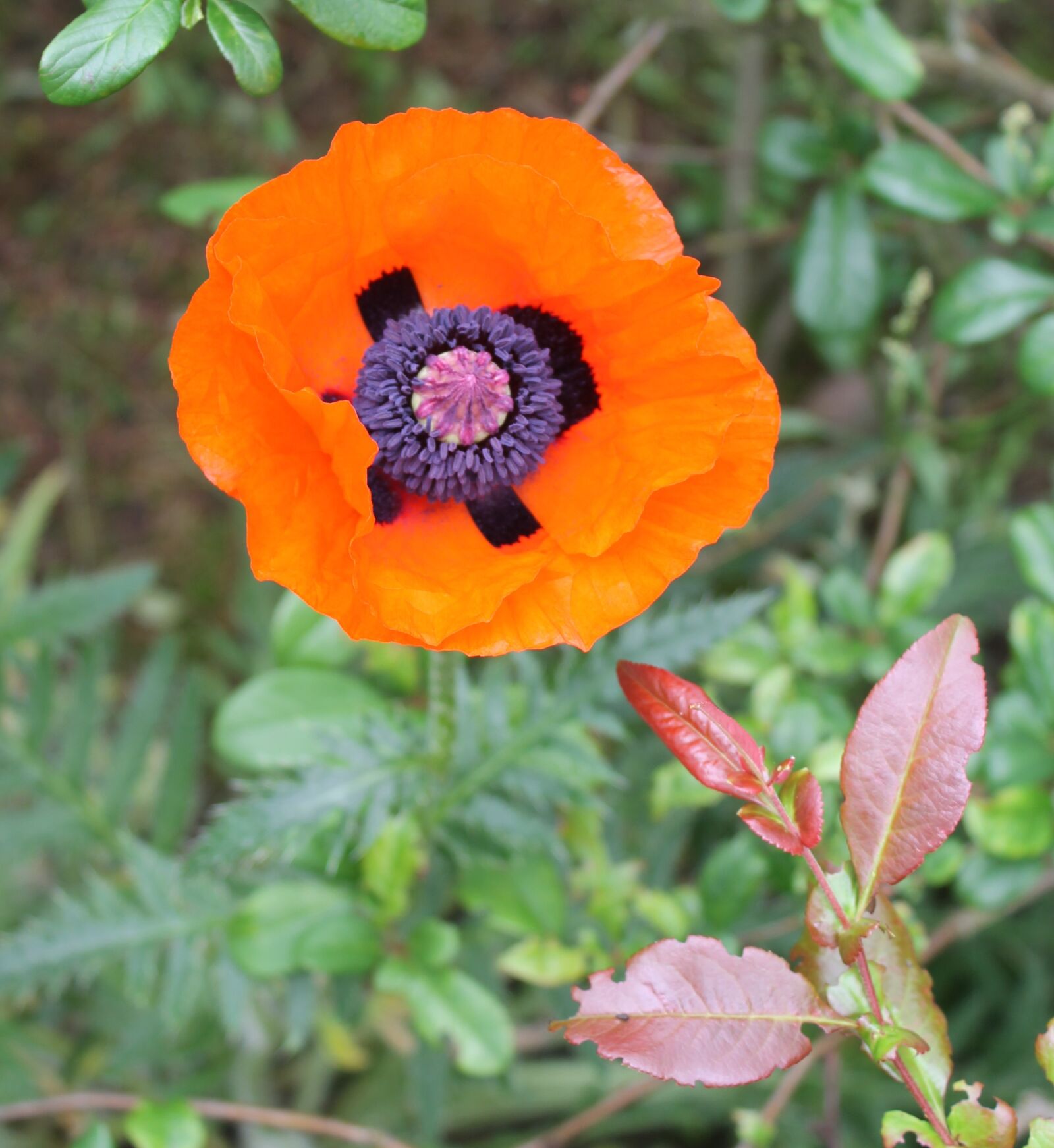 Canon EOS 1100D (EOS Rebel T3 / EOS Kiss X50) sample photo. Poppy, garden, flower photography