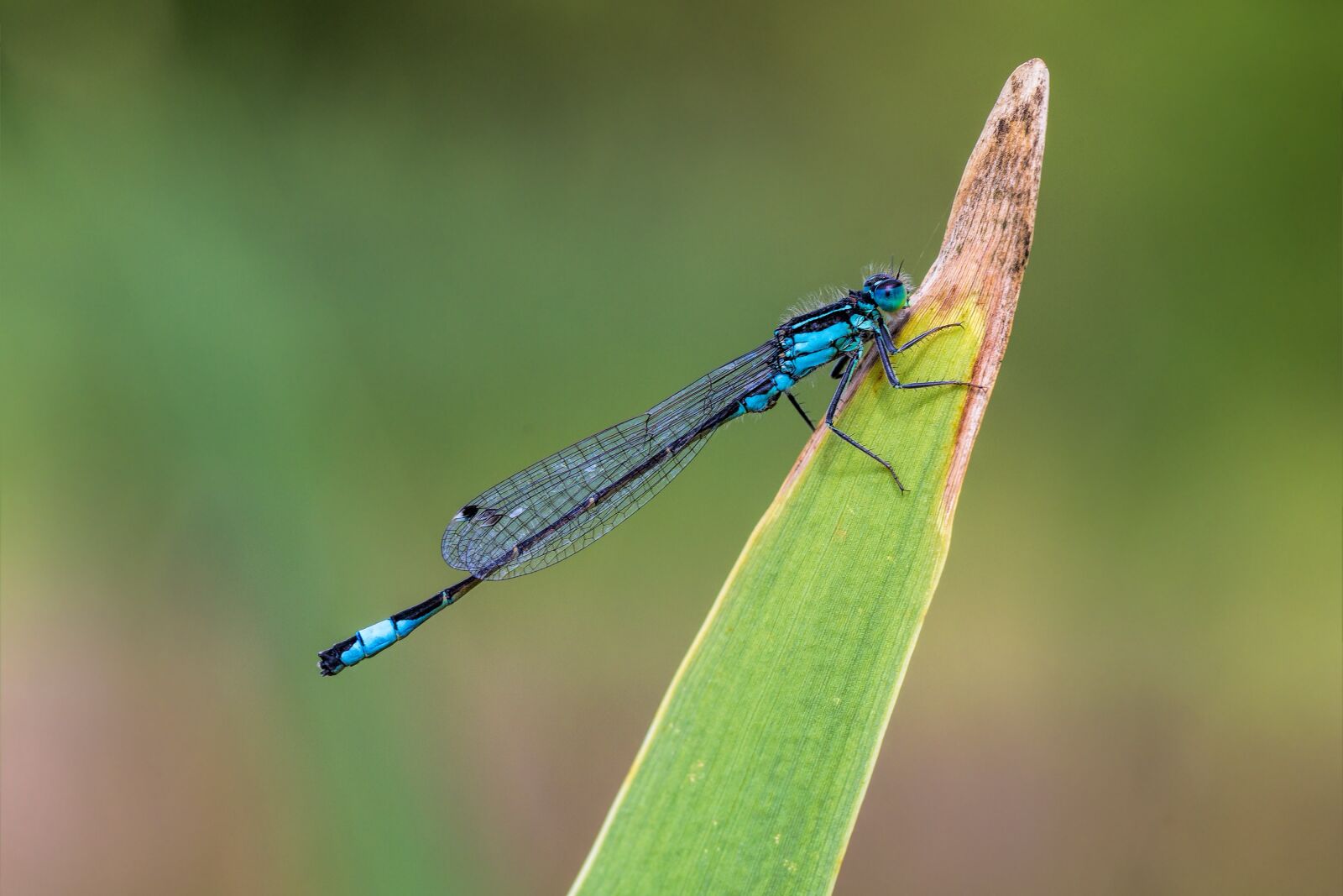 Canon EF 100mm F2.8 Macro USM sample photo. Dragonfly, macro, insect photography