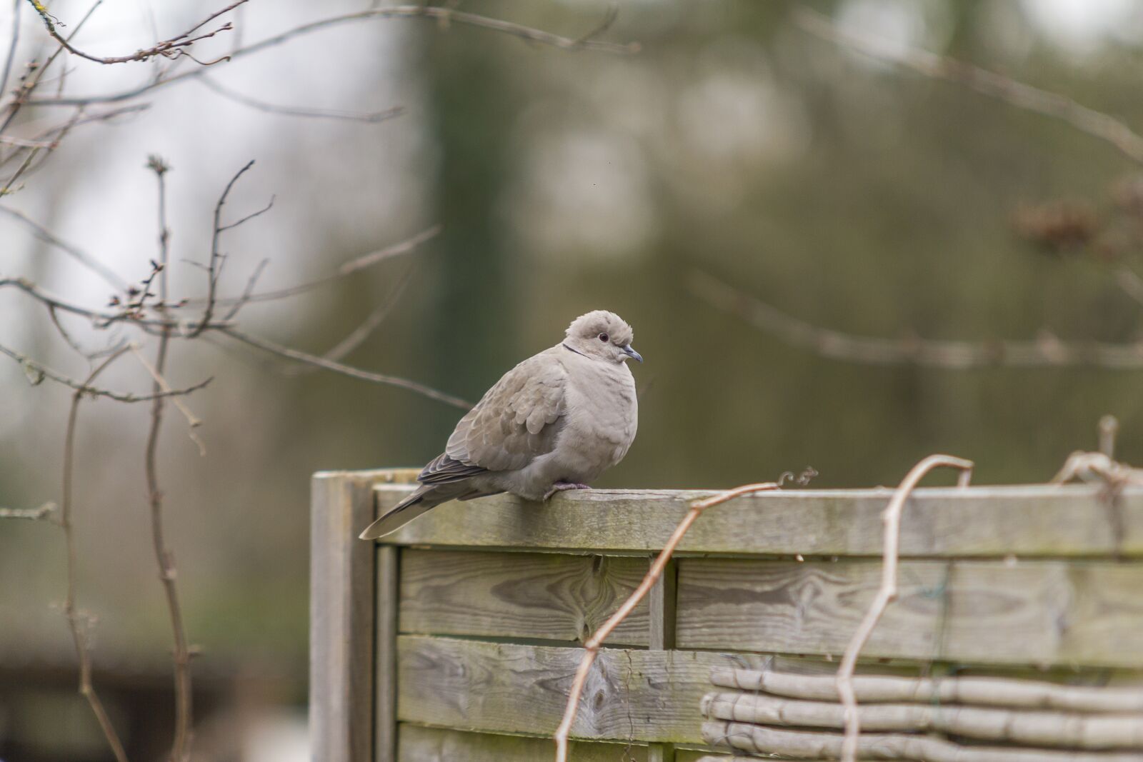 Canon EOS 60D sample photo. Dove, bird, nature photography