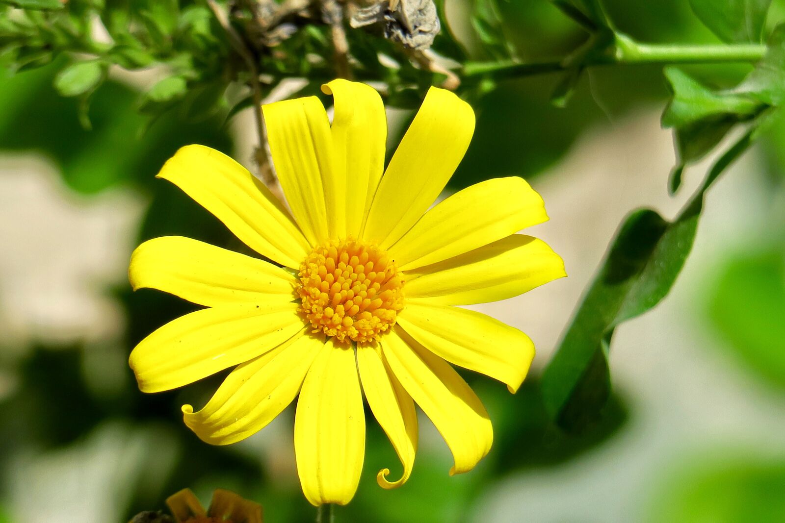 Canon PowerShot G3 X sample photo. Nature, plant, summer photography