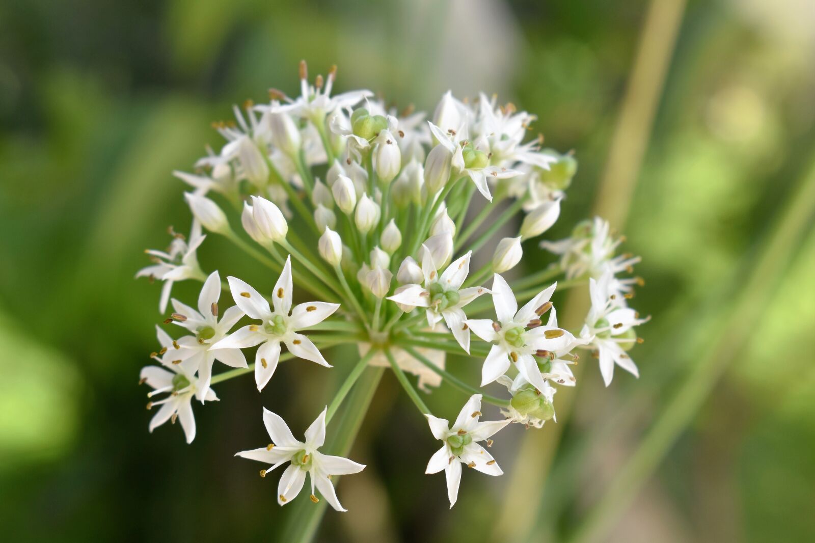Nikon D5500 sample photo. Plant, white, garlic photography