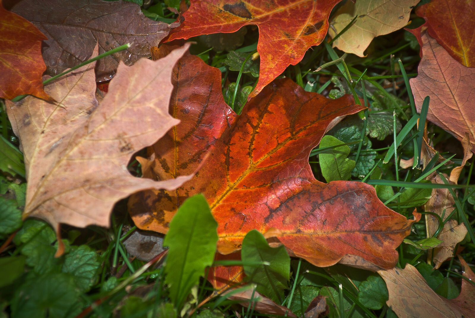 Nikon D200 sample photo. Leaves photography