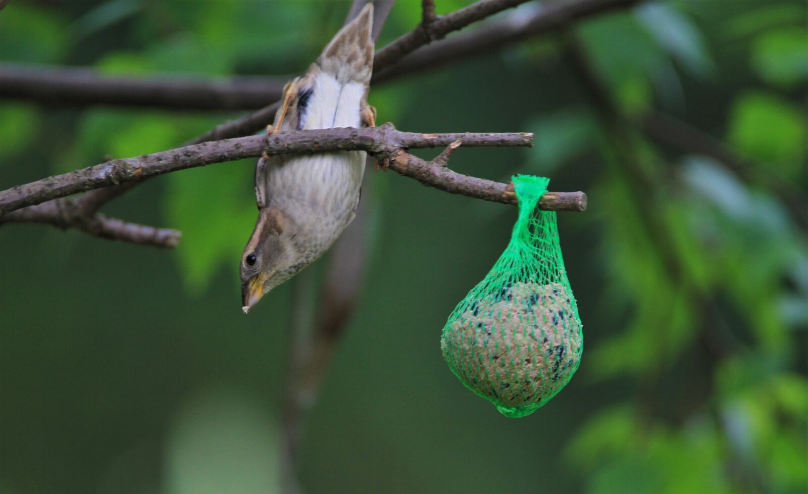 Tamron SP 150-600mm F5-6.3 Di VC USD sample photo. Sparrow, bird, songbird photography