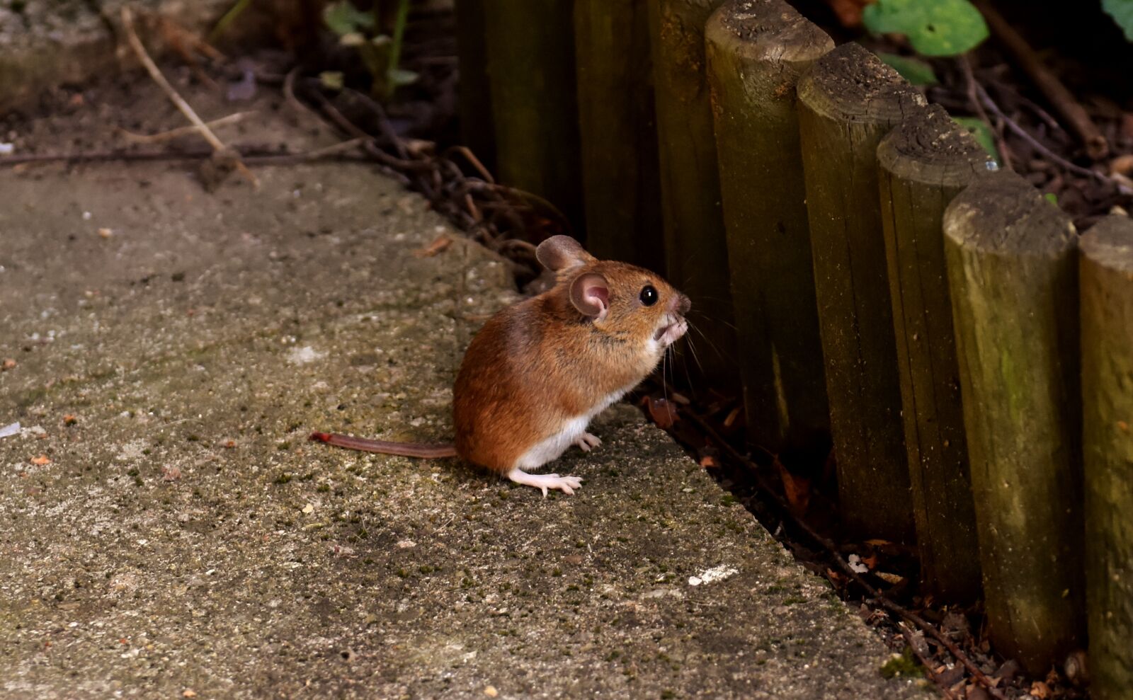 Nikon D7200 sample photo. Wood mouse, rodent, nager photography