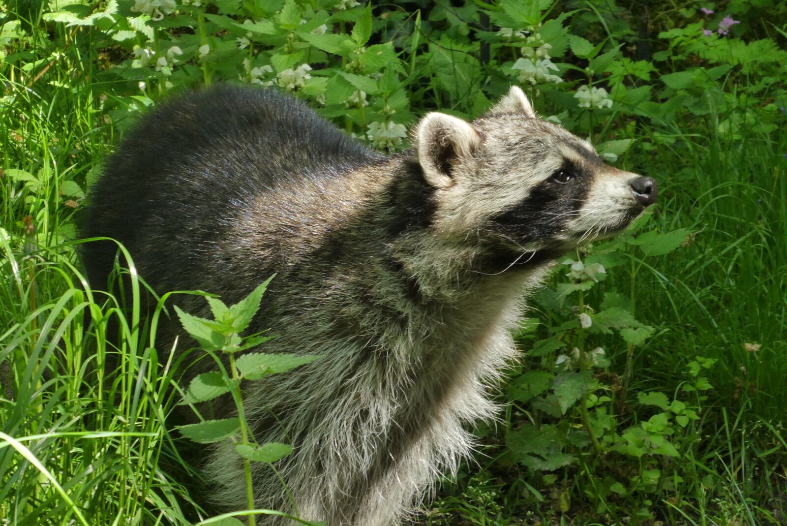 Panasonic Lumix DC-ZS70 (Lumix DC-TZ90) sample photo. Raccoon, zoo, planckendael photography